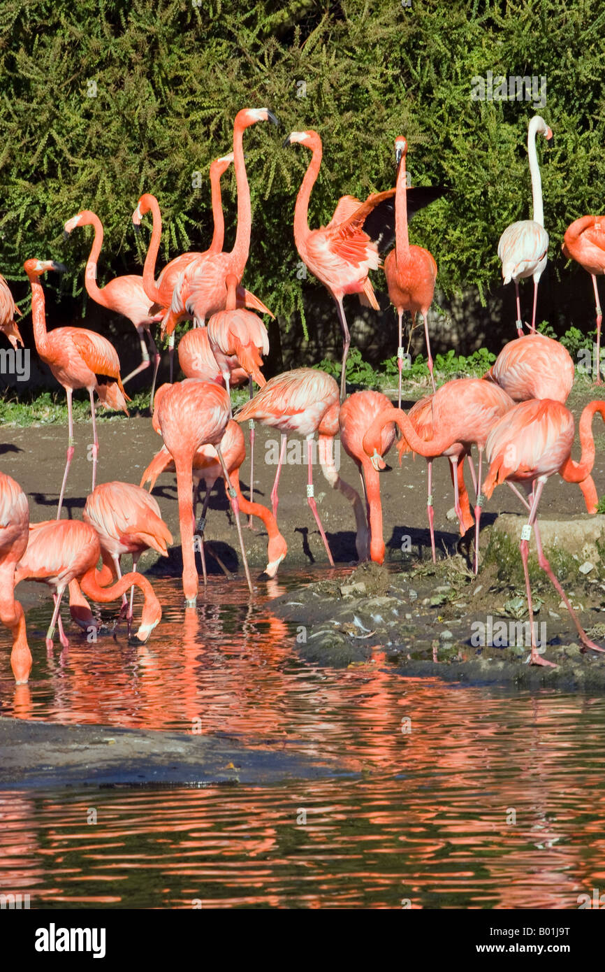 Andean Flamingoes at the Wildfowl and Wetlands Trust site at Slimbridge Stock Photo