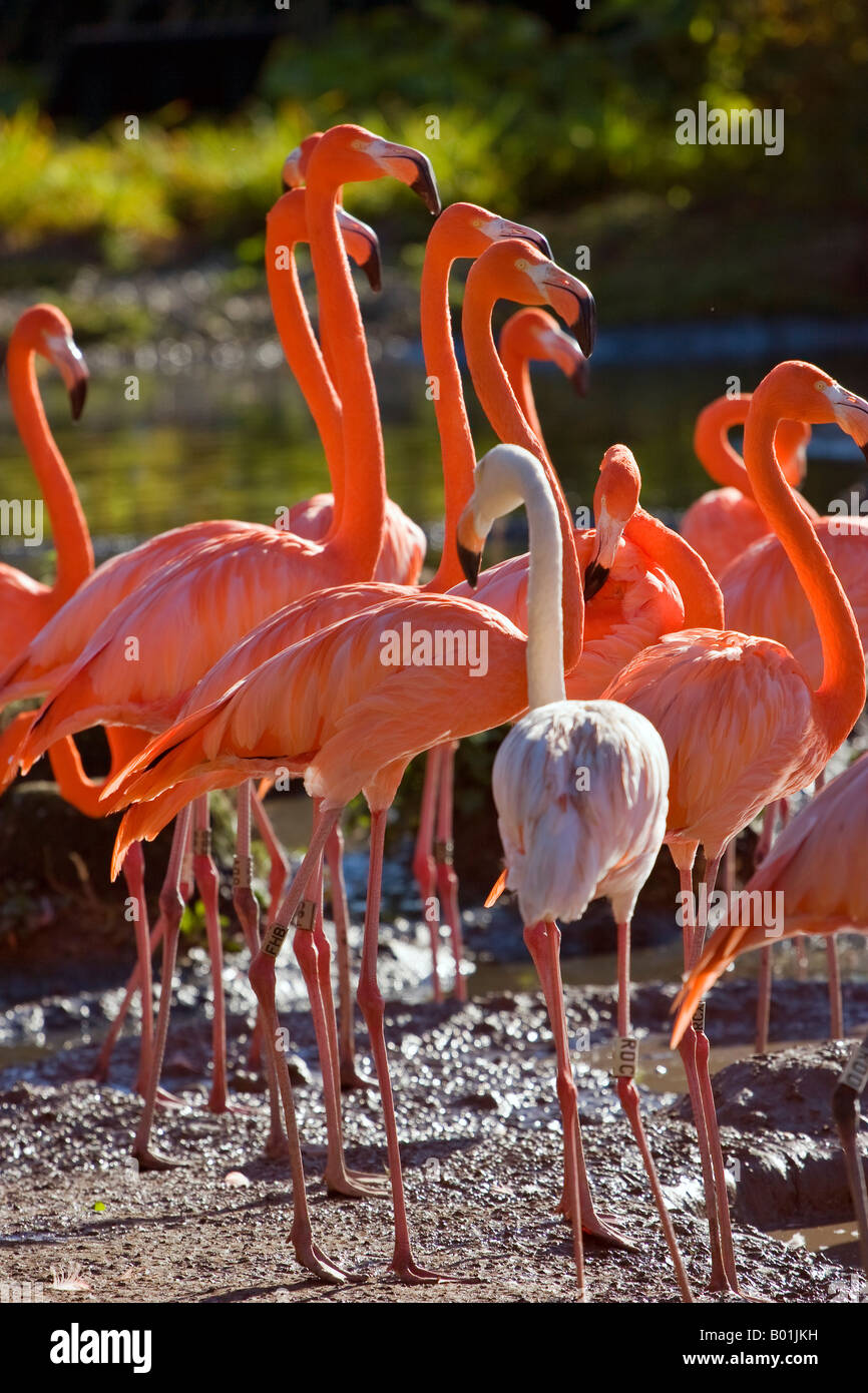 Andean Flamingoes at the Wildfowl and Wetlands Trust site at Slimbridge Stock Photo