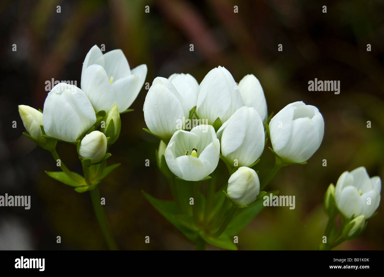 Alpine flowers in Fiordland National Park, New Zealand Stock Photo Alamy