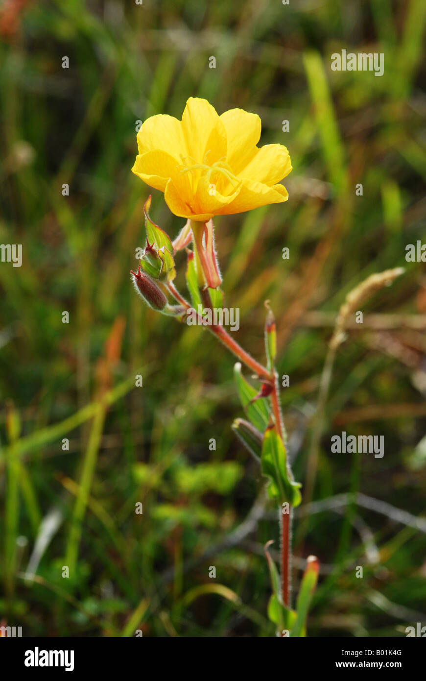 Small-flowered Evening Primrose Stock Photo