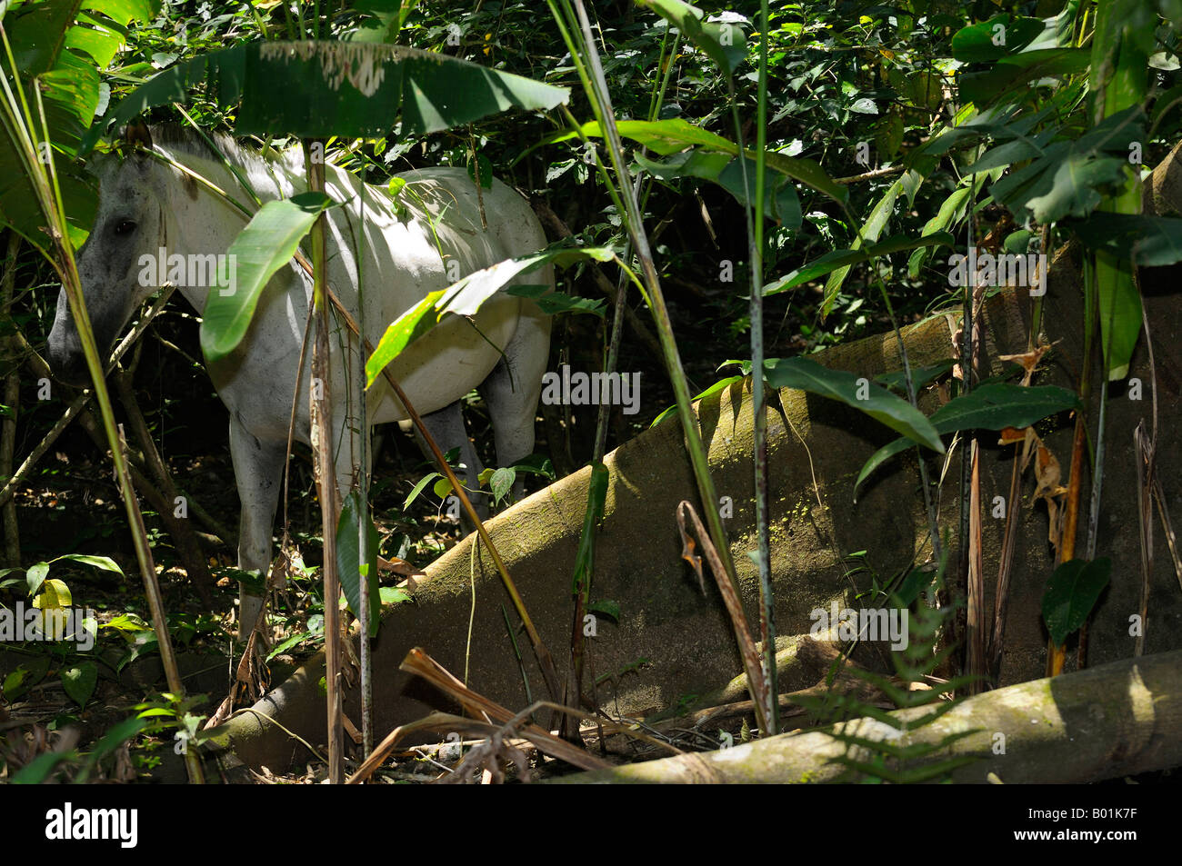 White horse hiding in the rainforest jungle of Carate Costa Rica Stock Photo