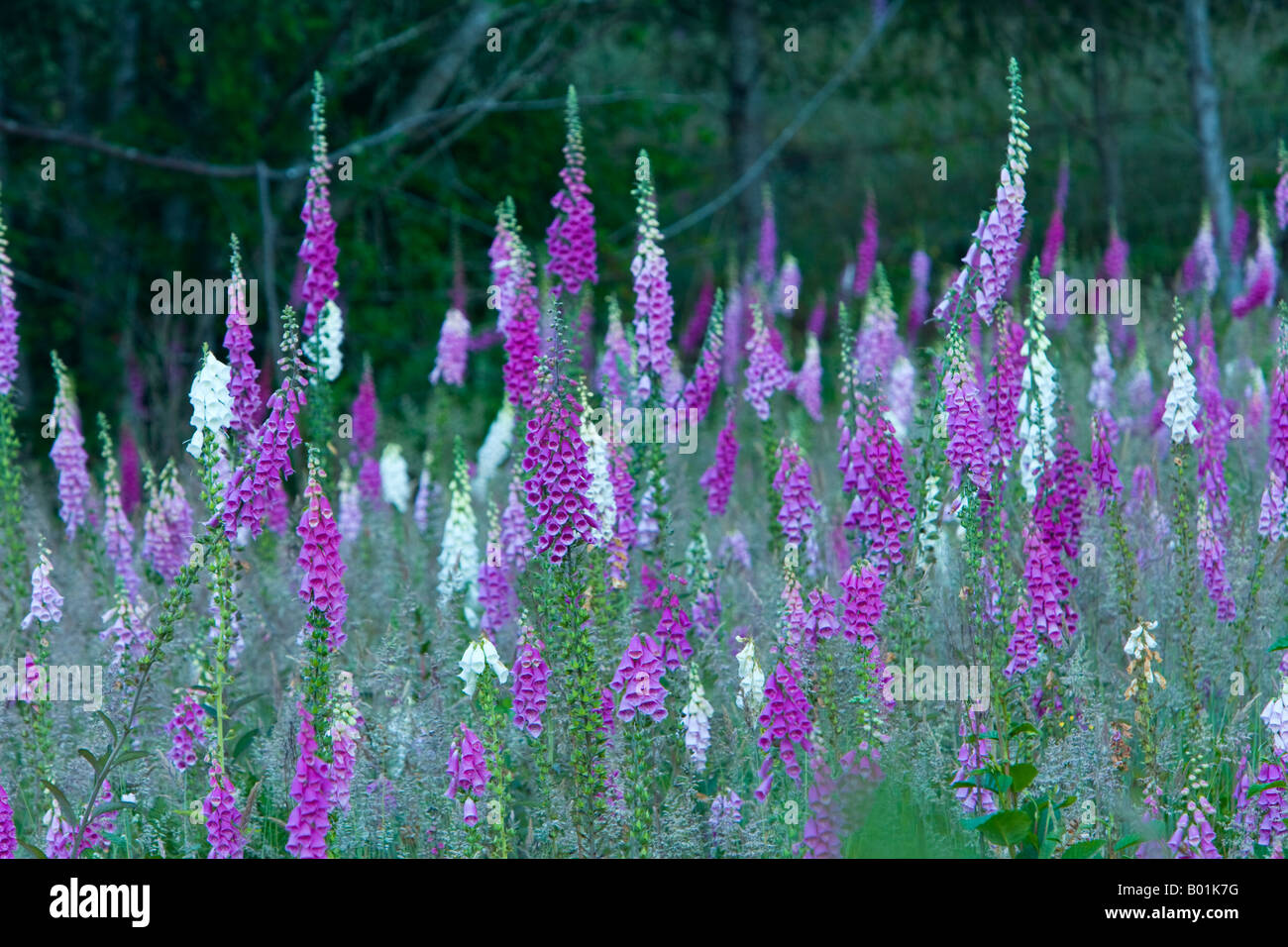 Foxglove flowering in meadow. Stock Photo