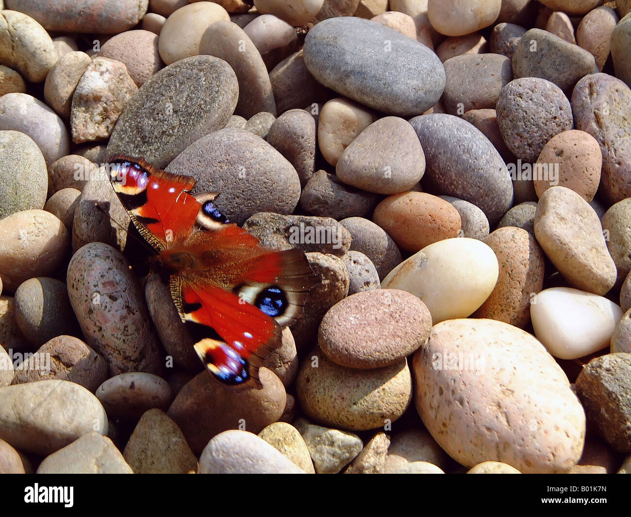 Peacock Butterfly resting on pebbles Summer 2001 Stock Photo - Alamy