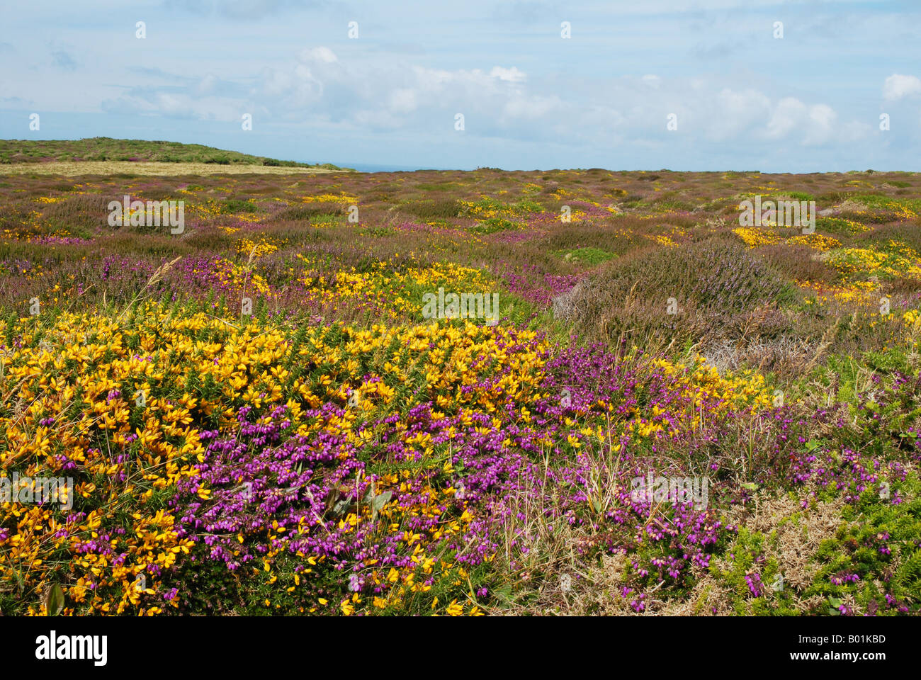 Heather and Gorse on Jersey Channel Island Stock Photo