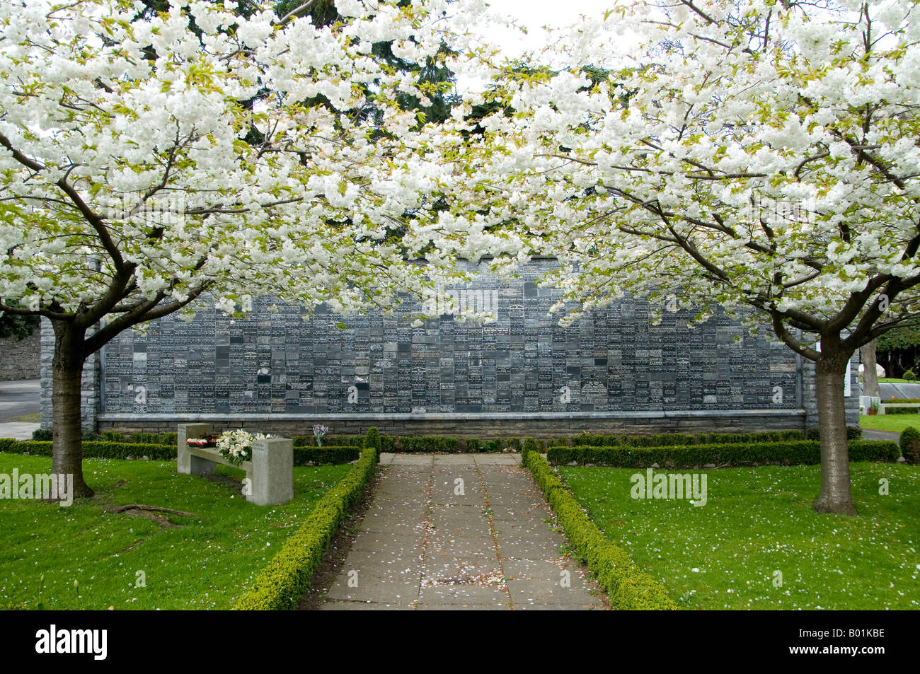 Two flowering trees in front of the columbarium wall at Glasnevin Cemetery Dublin Ireland Stock Photo