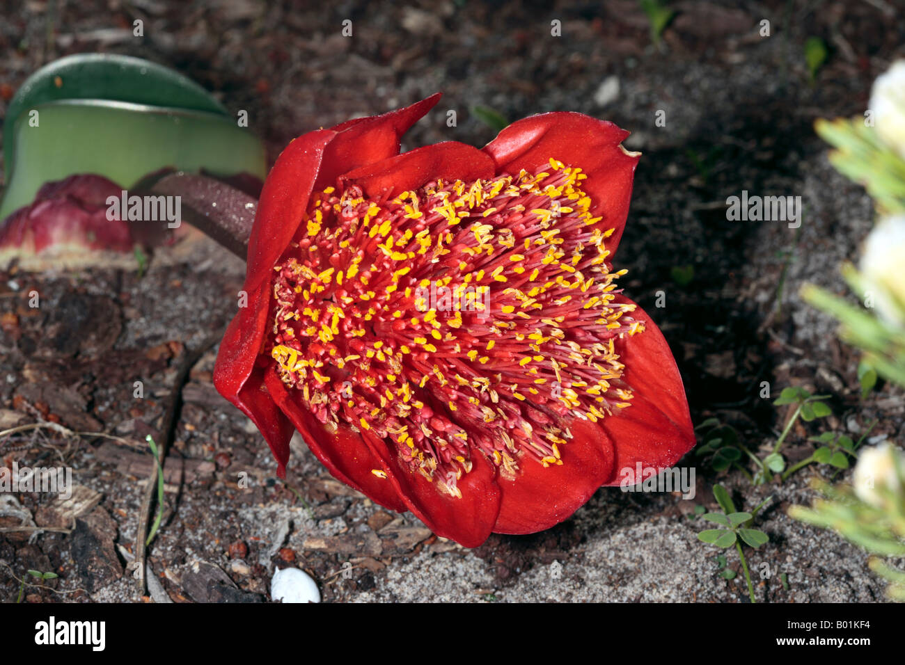 Blood Lily-Scadoxus (syn. Haemanthus) coccineus-Family Amaryllidaceae Stock Photo
