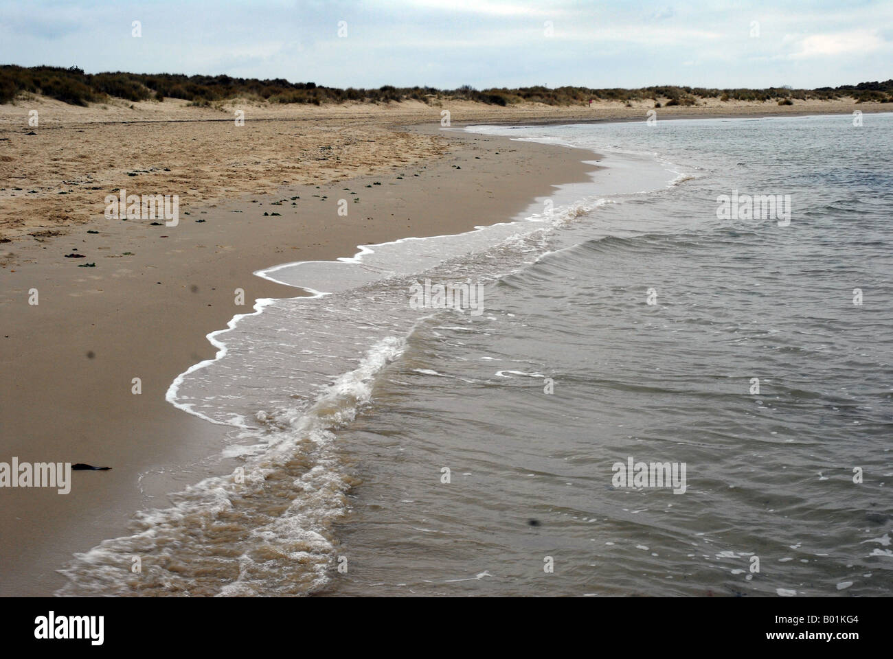 Looking along the tide line with background of sand dunes Stock Photo