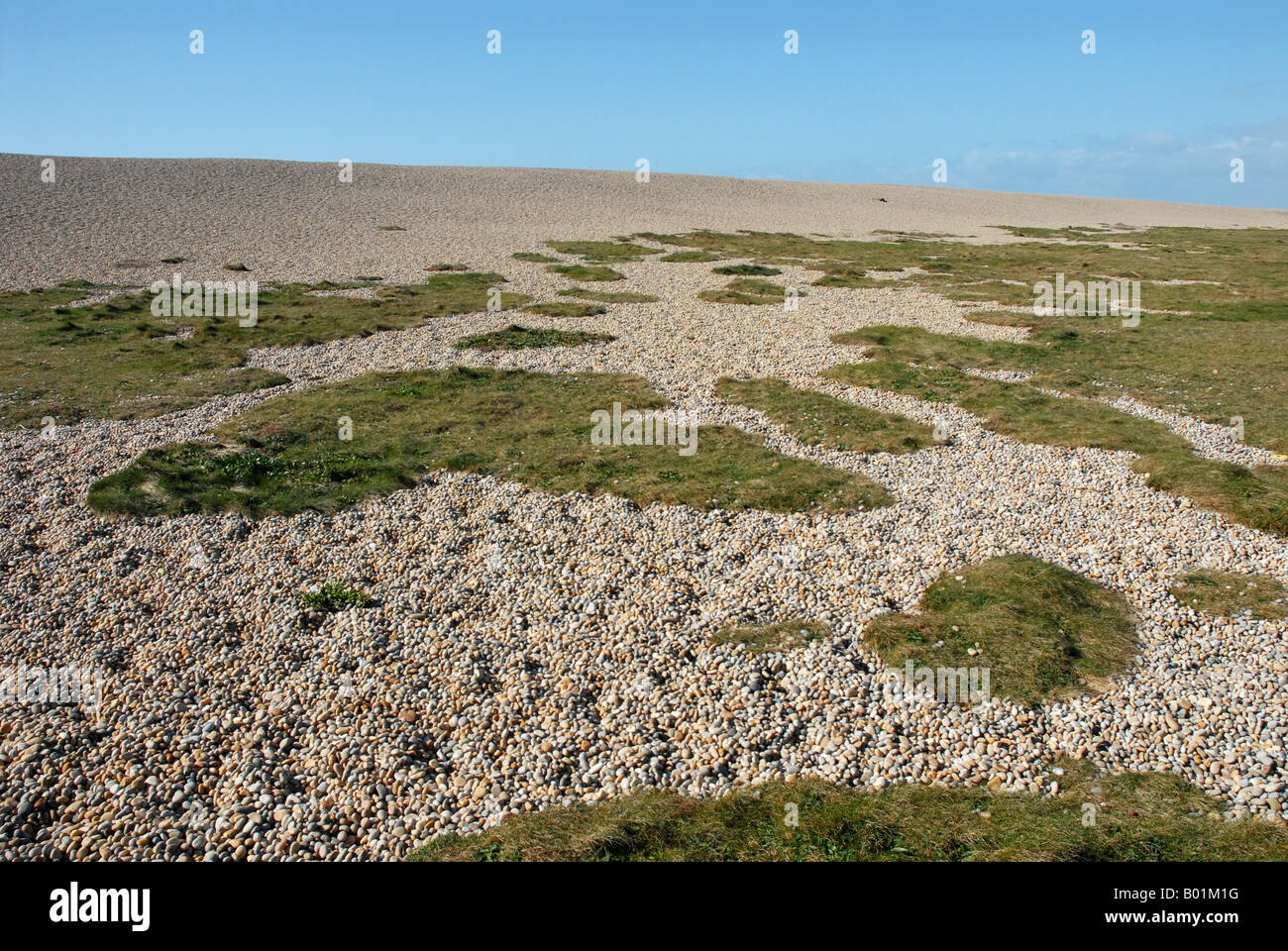 Stones on Chesil Beach Dorset Stock Photo Alamy