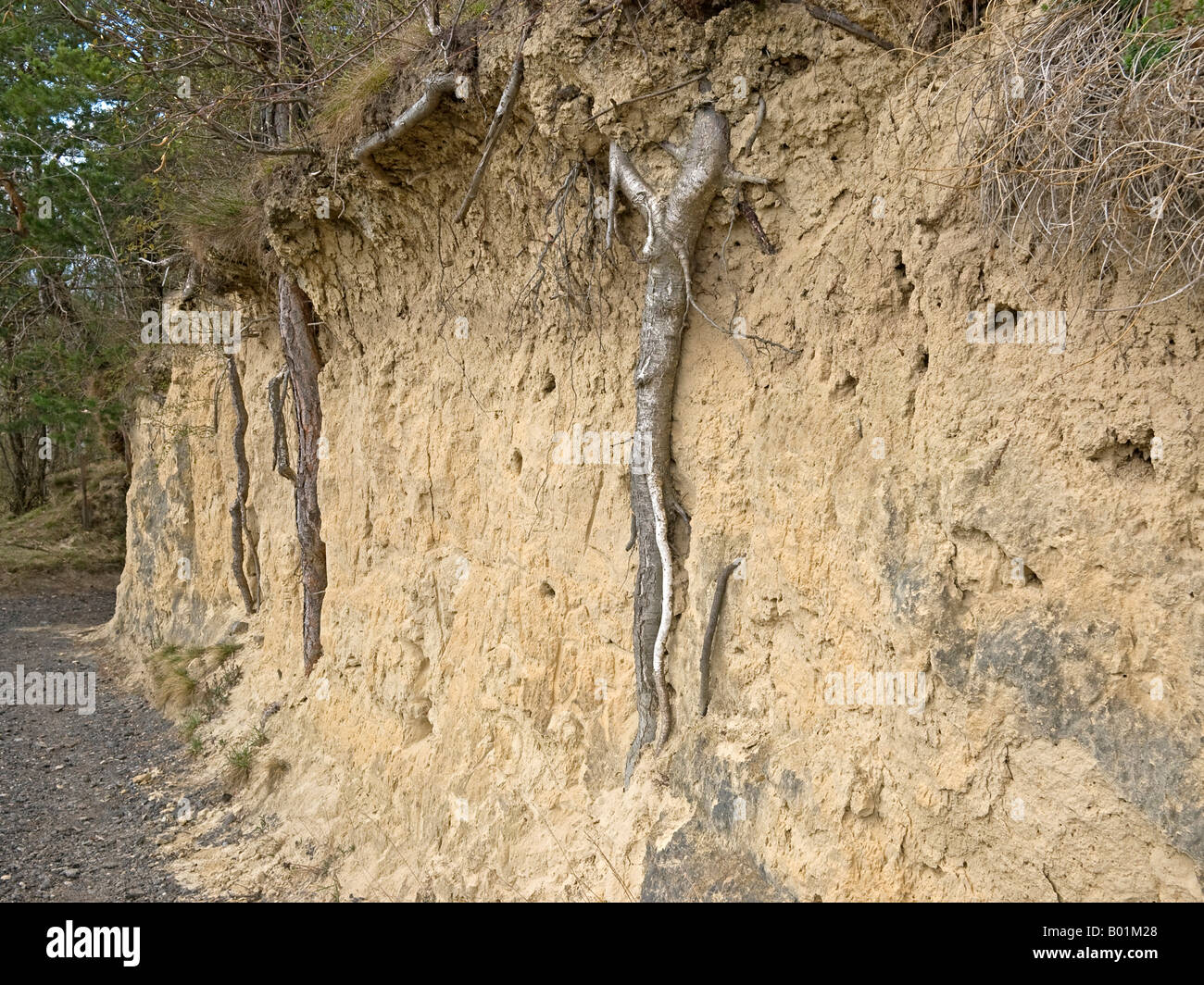 narrow pass defile roots of trees deep in accumulation of loess Vogtsburg Kaiserstuhl Baden Württemberg Stock Photo