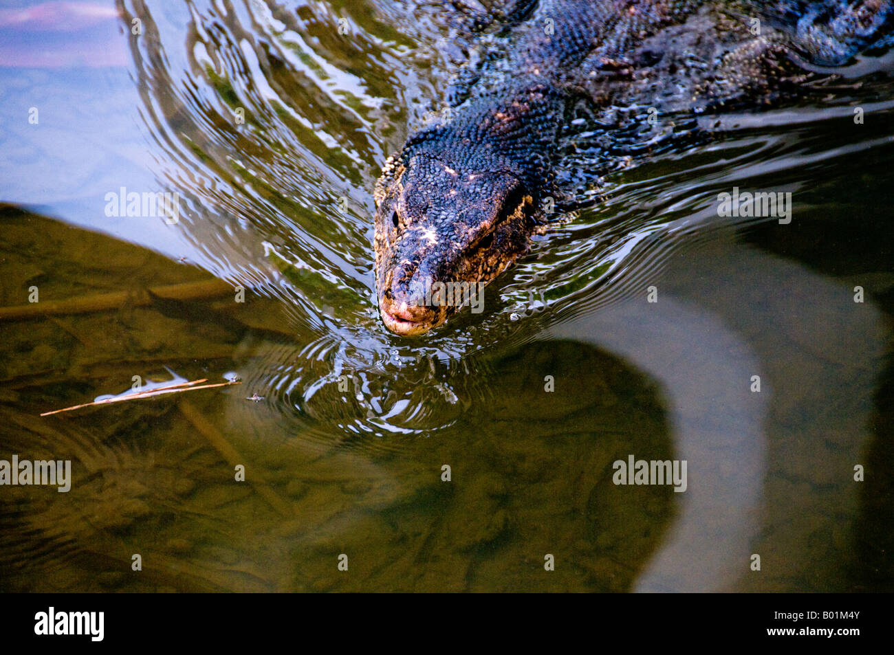 Monitor swimming in shallow pond Stock Photo