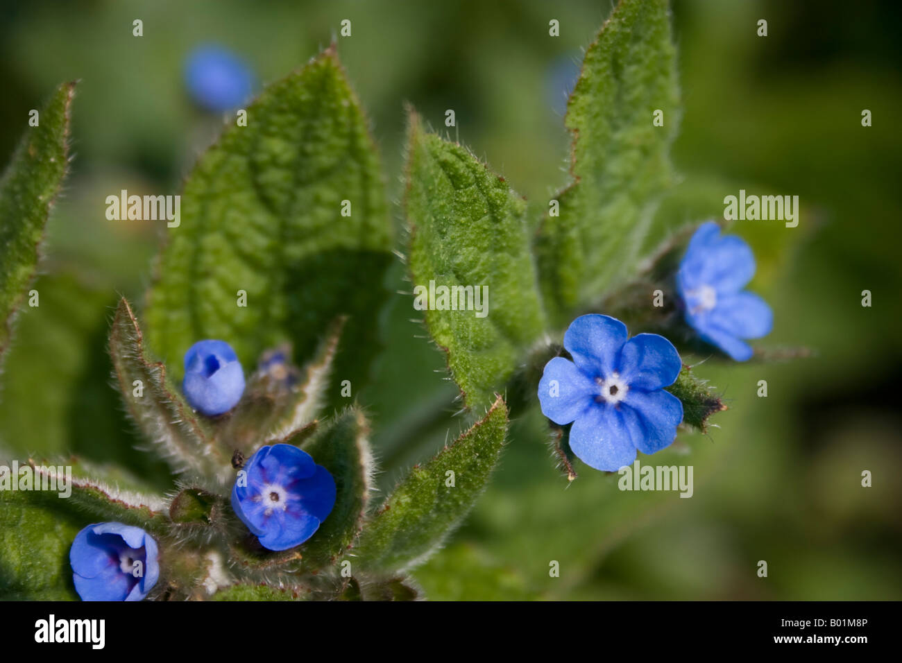 Green Alkanet, Pentaglottis Sempervirens Stock Photo