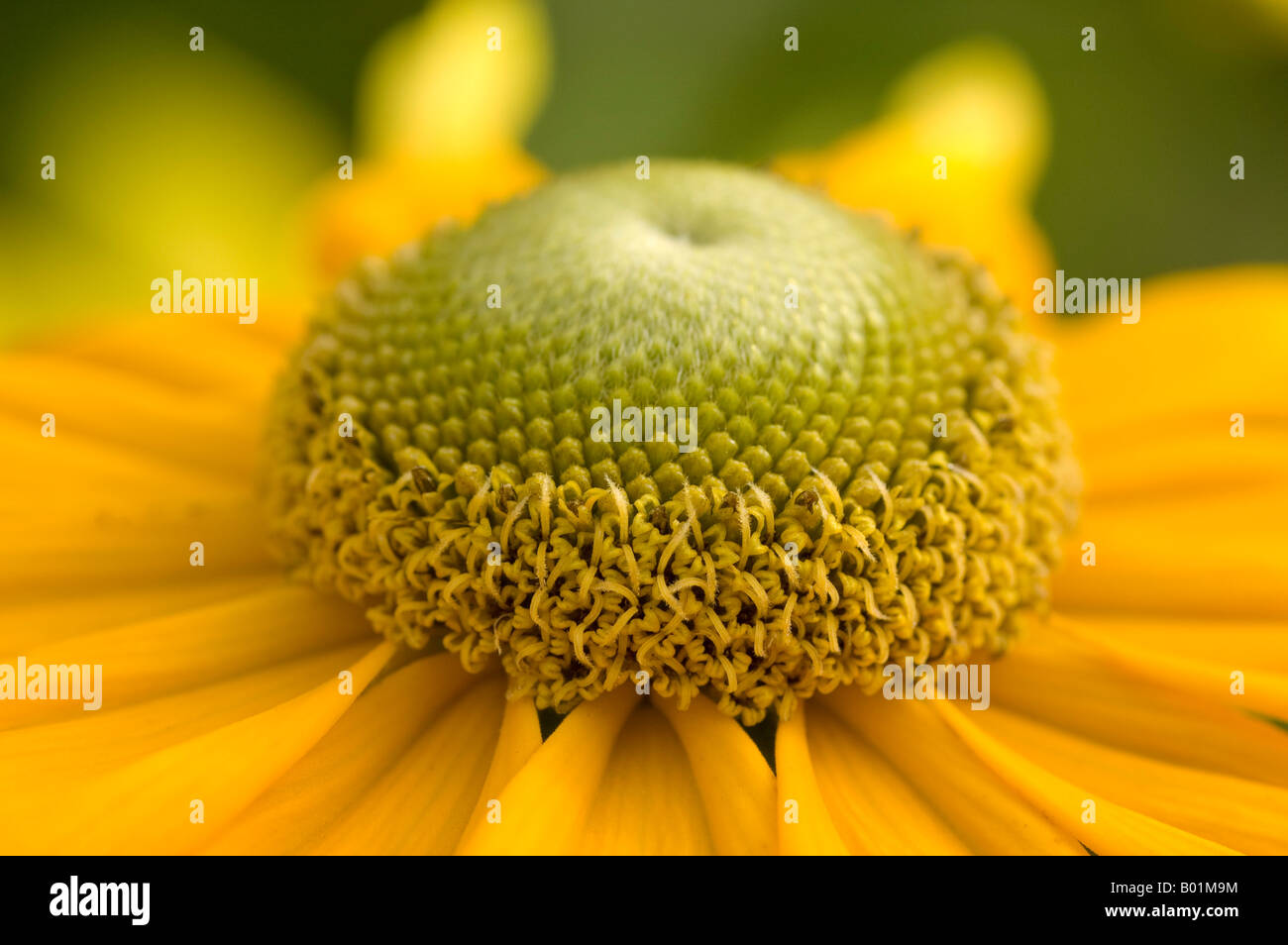 Intricate detail of domed centre and golden petals of Rudbeckia flower Stock Photo