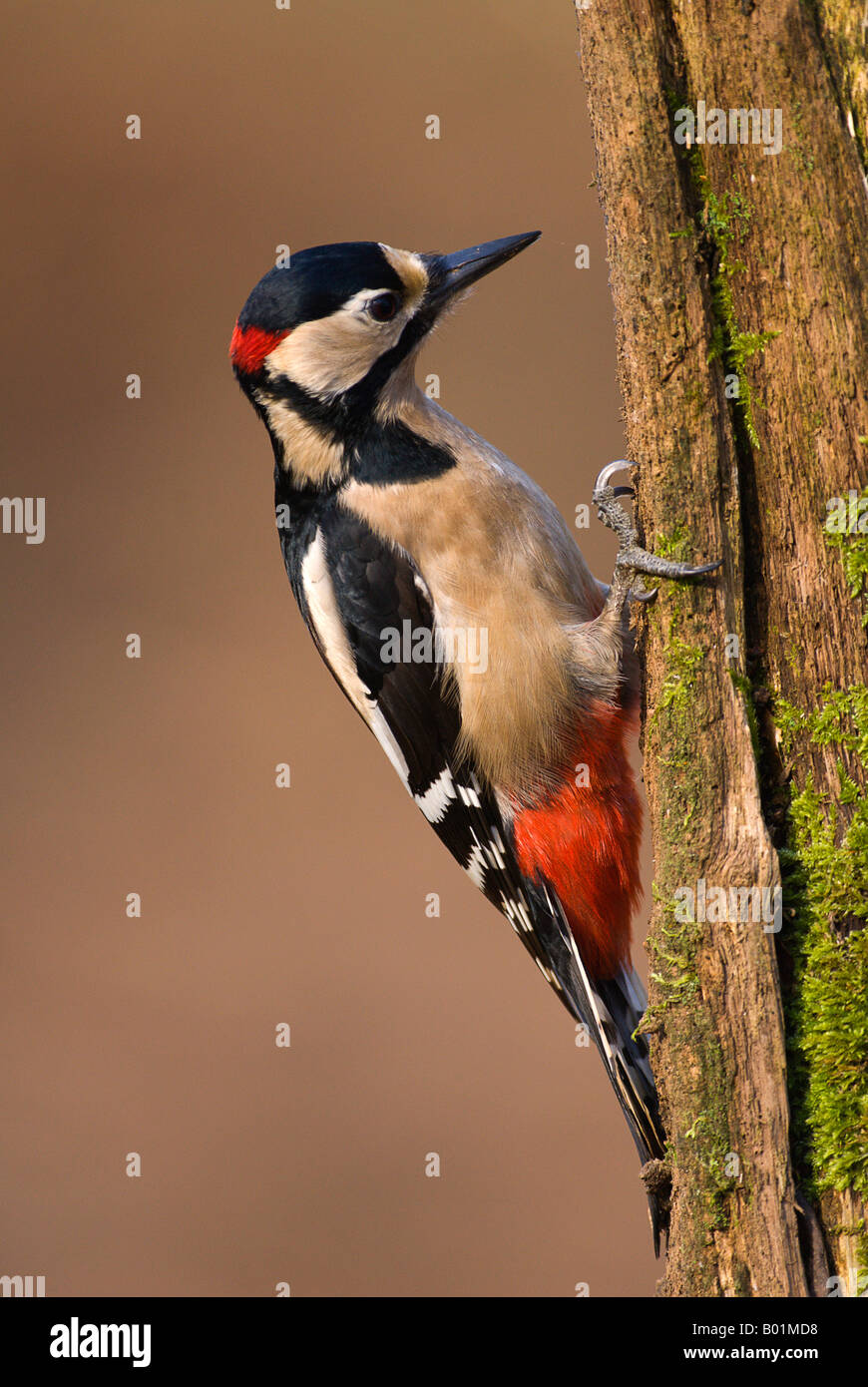 Great spotted woodpecker Stock Photo