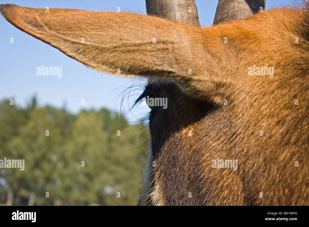 Sable Antelope - Hippotragus niger Stock Photo