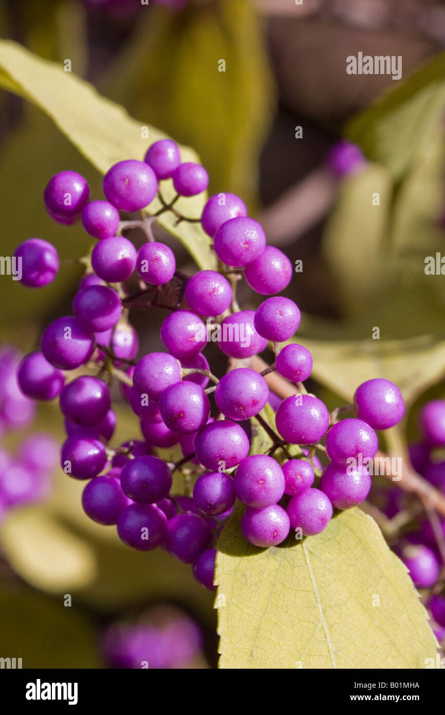 Japanese beautyberry callicarpa japonica hi-res stock photography and ...