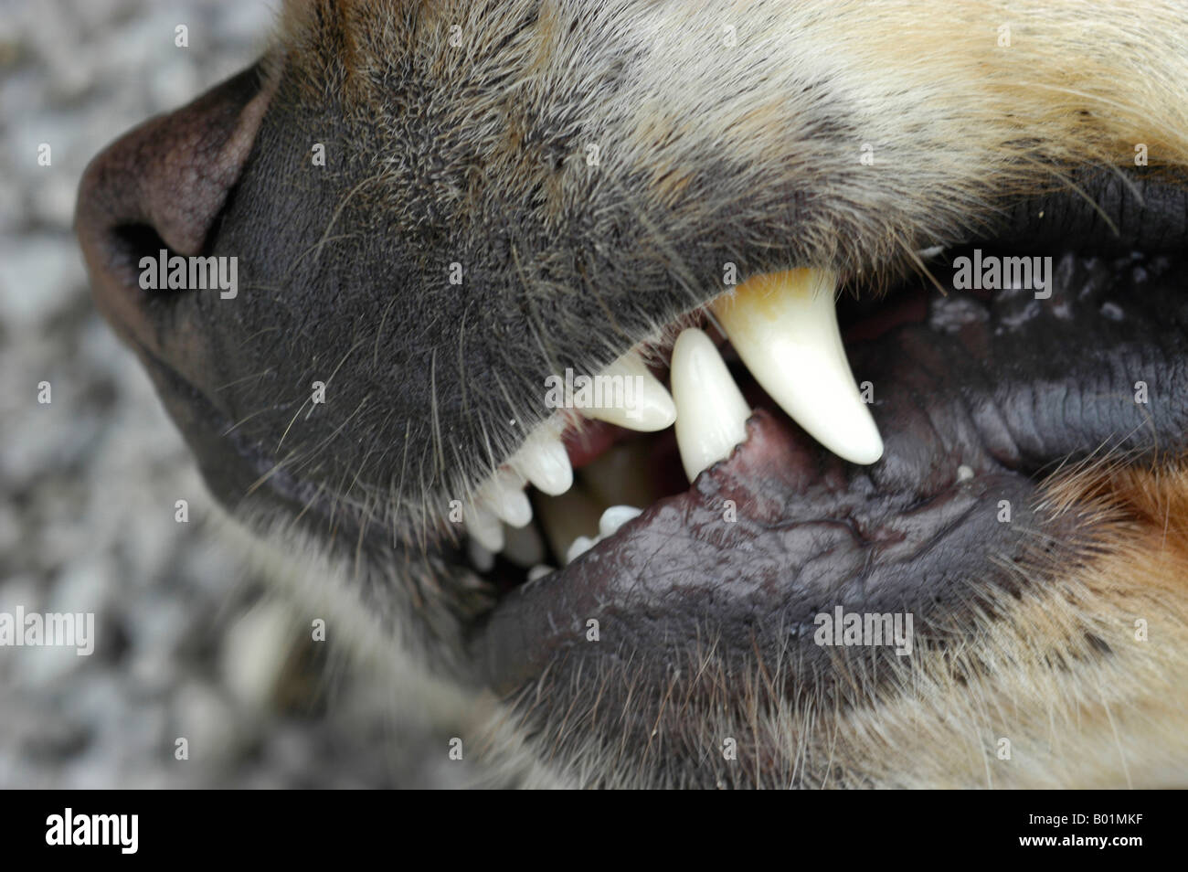 Lip and teeth of a golden Retriever Stock Photo Alamy