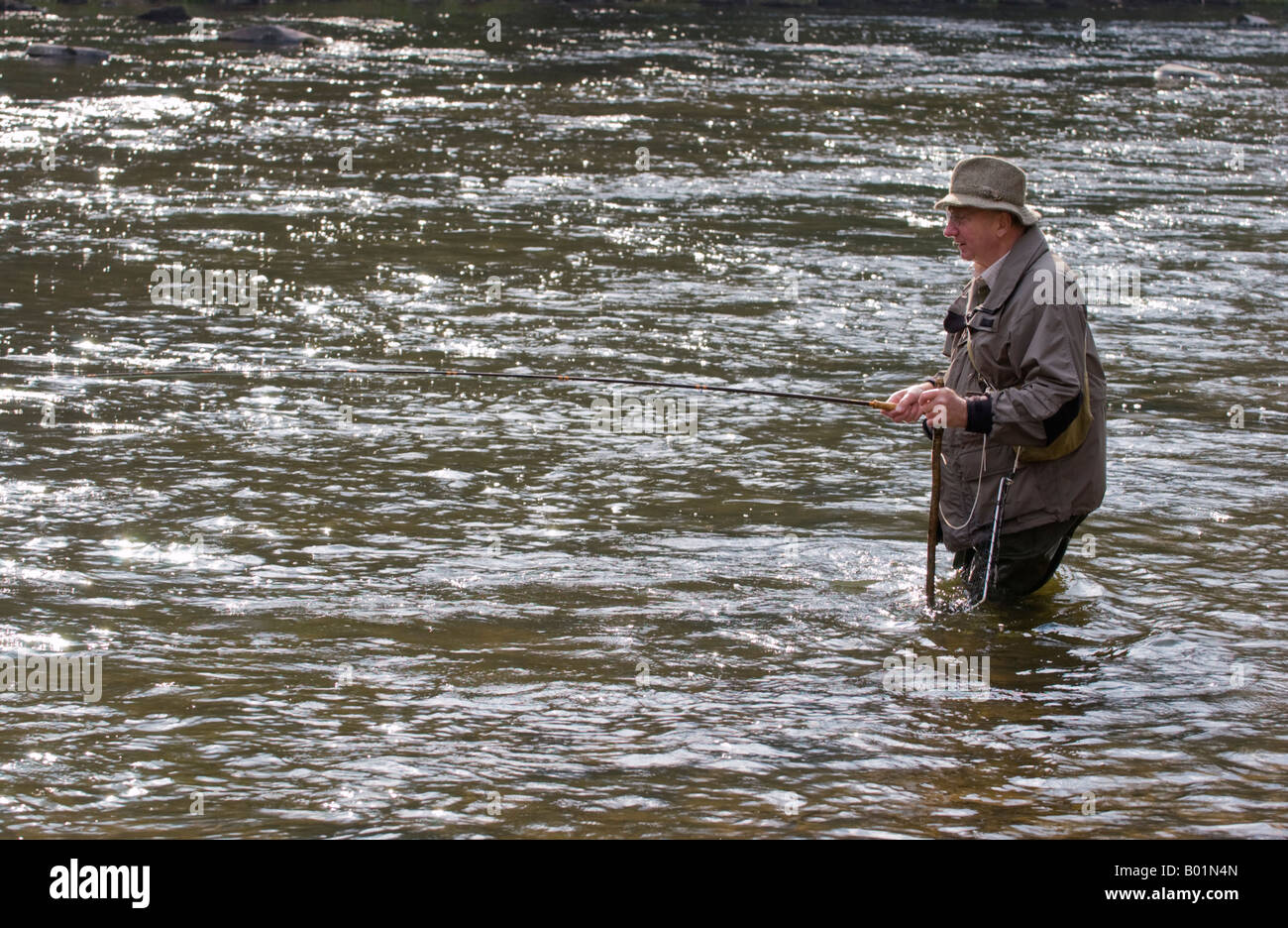 Elderly man fly fishing for wild brown trout on River Usk at Gliffaes Country House Hotel water near Crickhowell Powys Wales UK Stock Photo