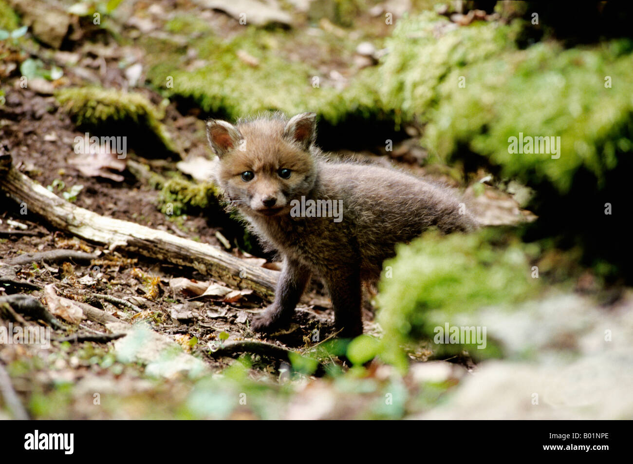 Red Fox Vulpes vulpes young looking out from den Asia Asien Canidae Canoidea Carnivora DVD 4 Europa Europe Fuchs Fuchsbabies Fuc Stock Photo