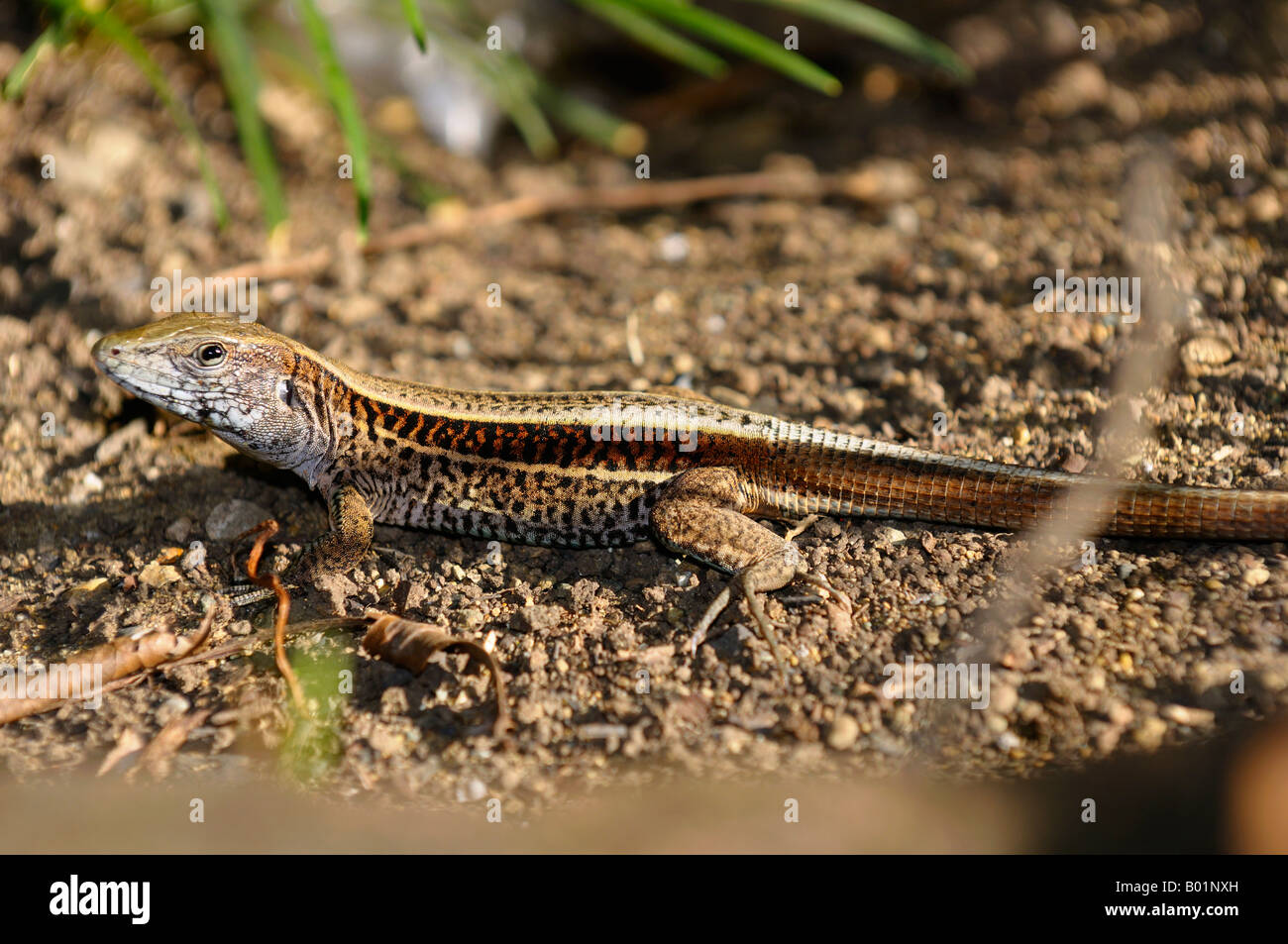 Four Striped Whiptail lizard basking in evening light in Costa Rica