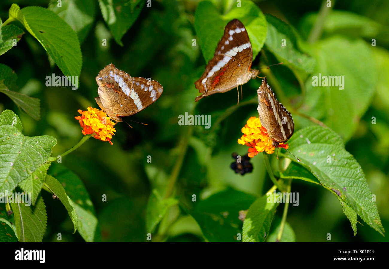 Bordered Patch butterflies flying and feeding on lantana bush in