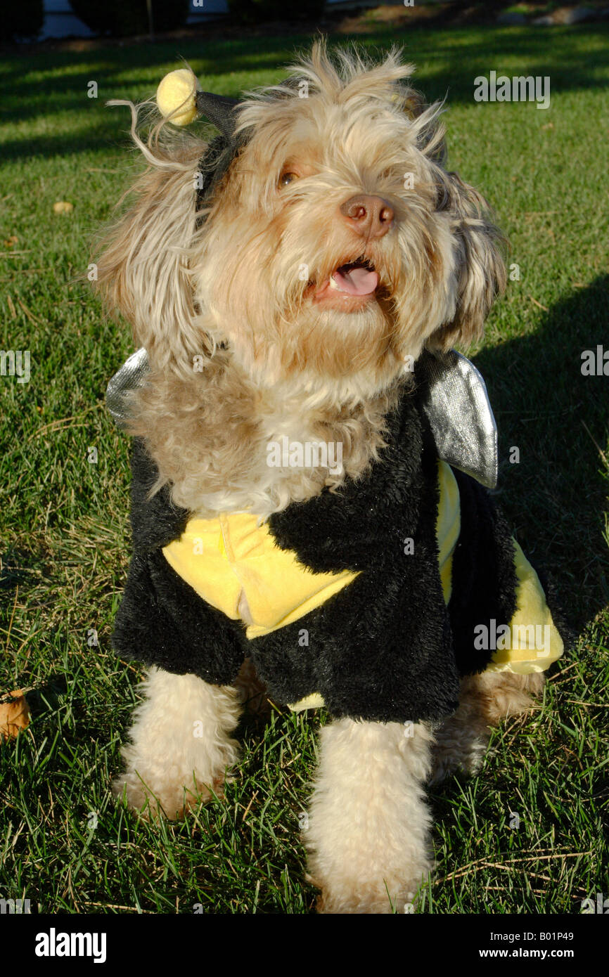 goofy dog in costume Stock Photo Alamy