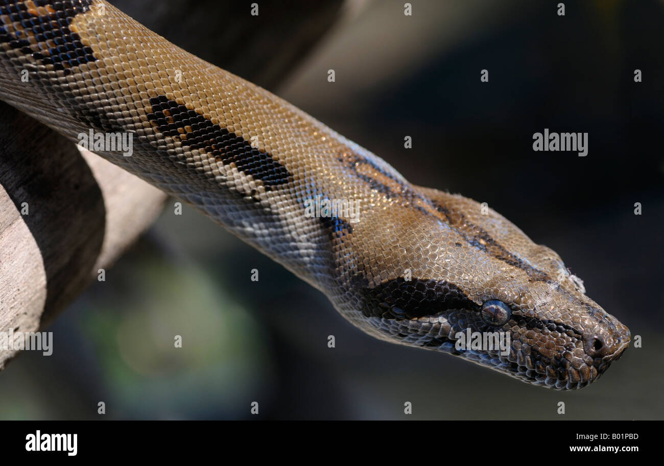 Boa constrictor lying in wait on a tree trunk in the rainforest jungle