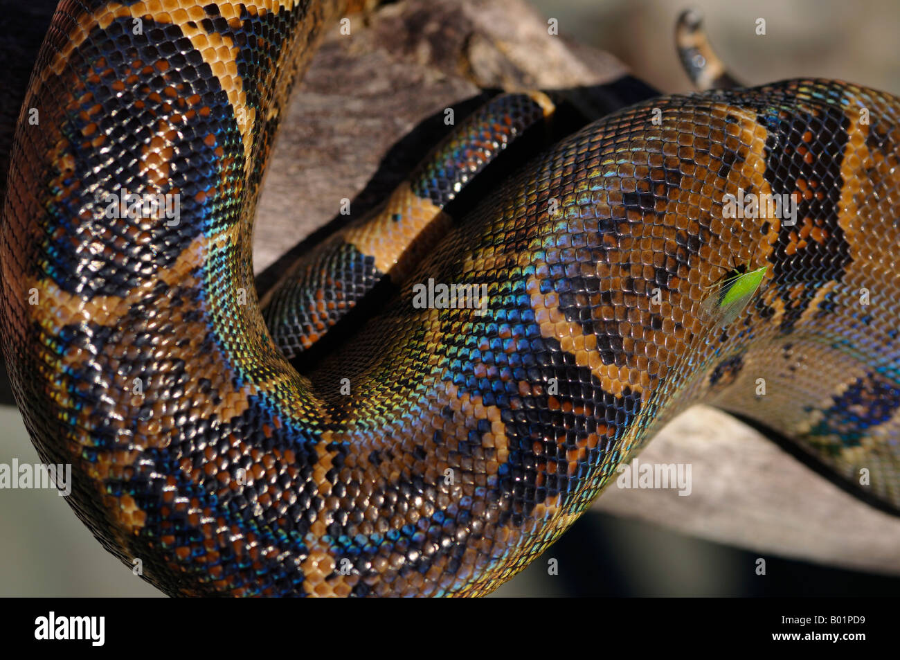 Close up of the body scales of a wild boa constrictor with green bug in Costa Rica Stock Photo