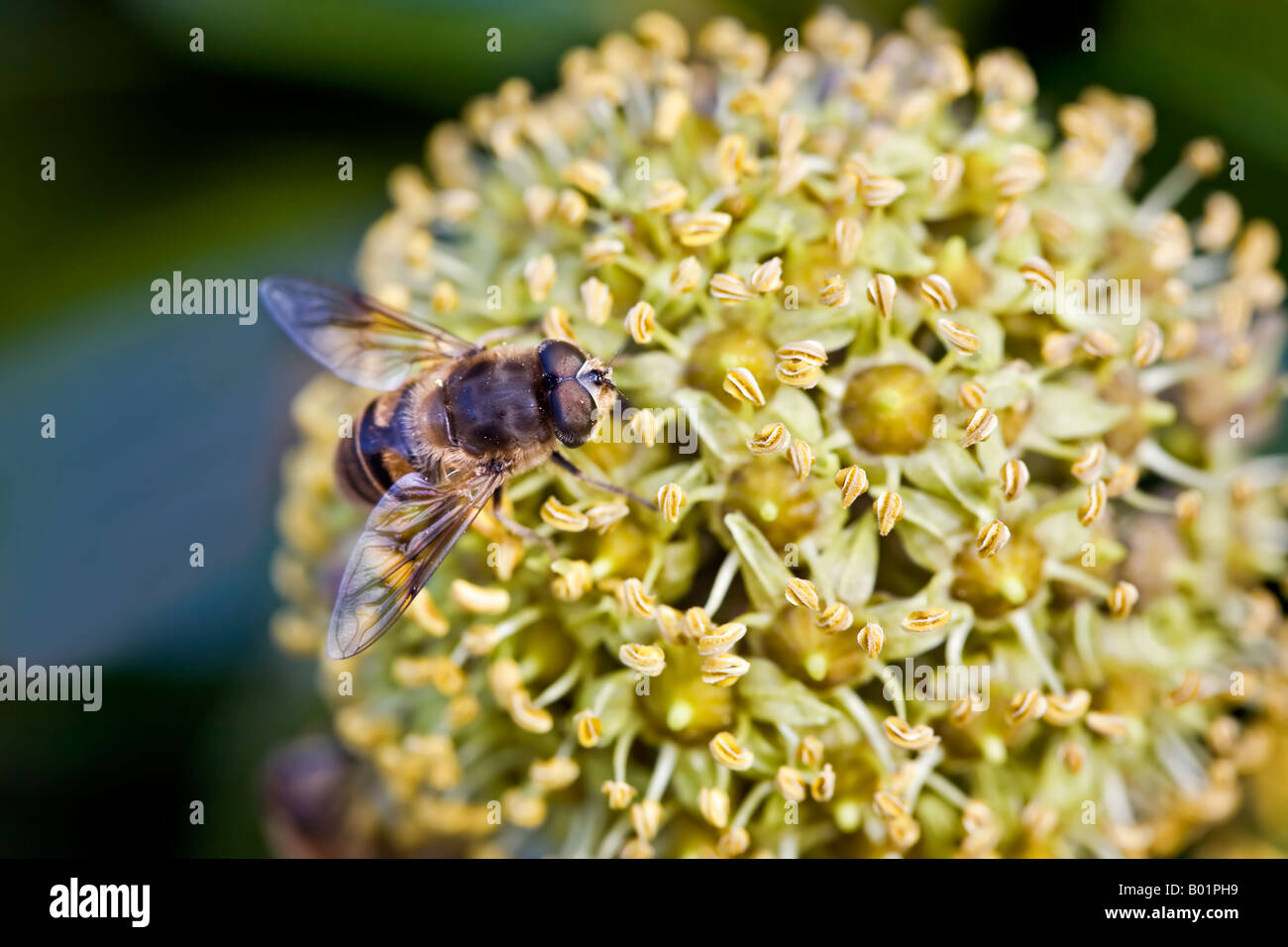 Hoverfly, Syrphid fly, on ivy flower November Stock Photo