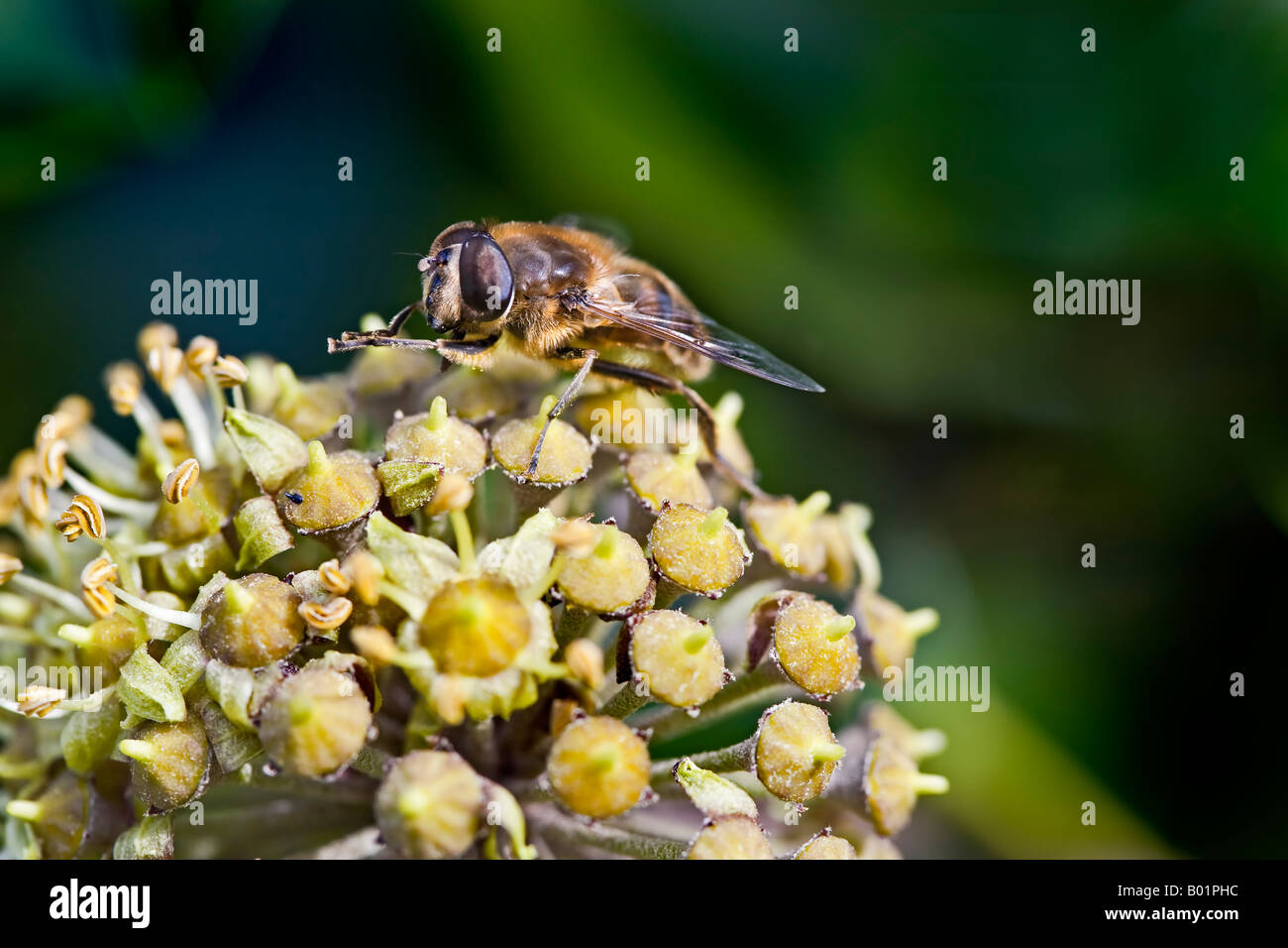 Hoverfly, Syrphid fly, on ivy flower November Stock Photo