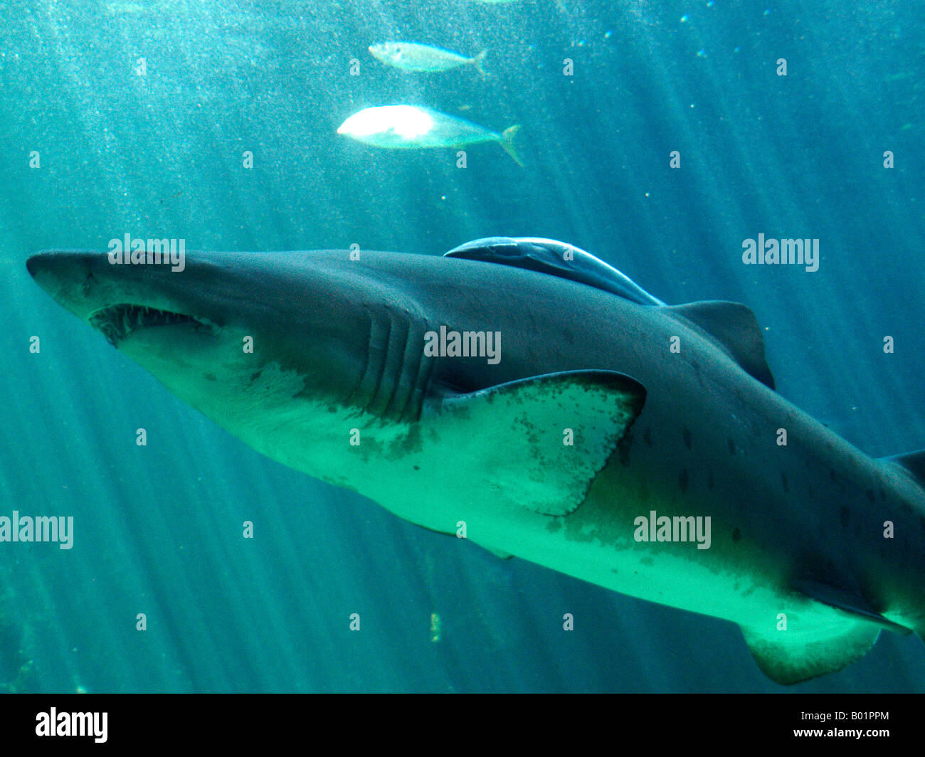 shark Stock Photo
