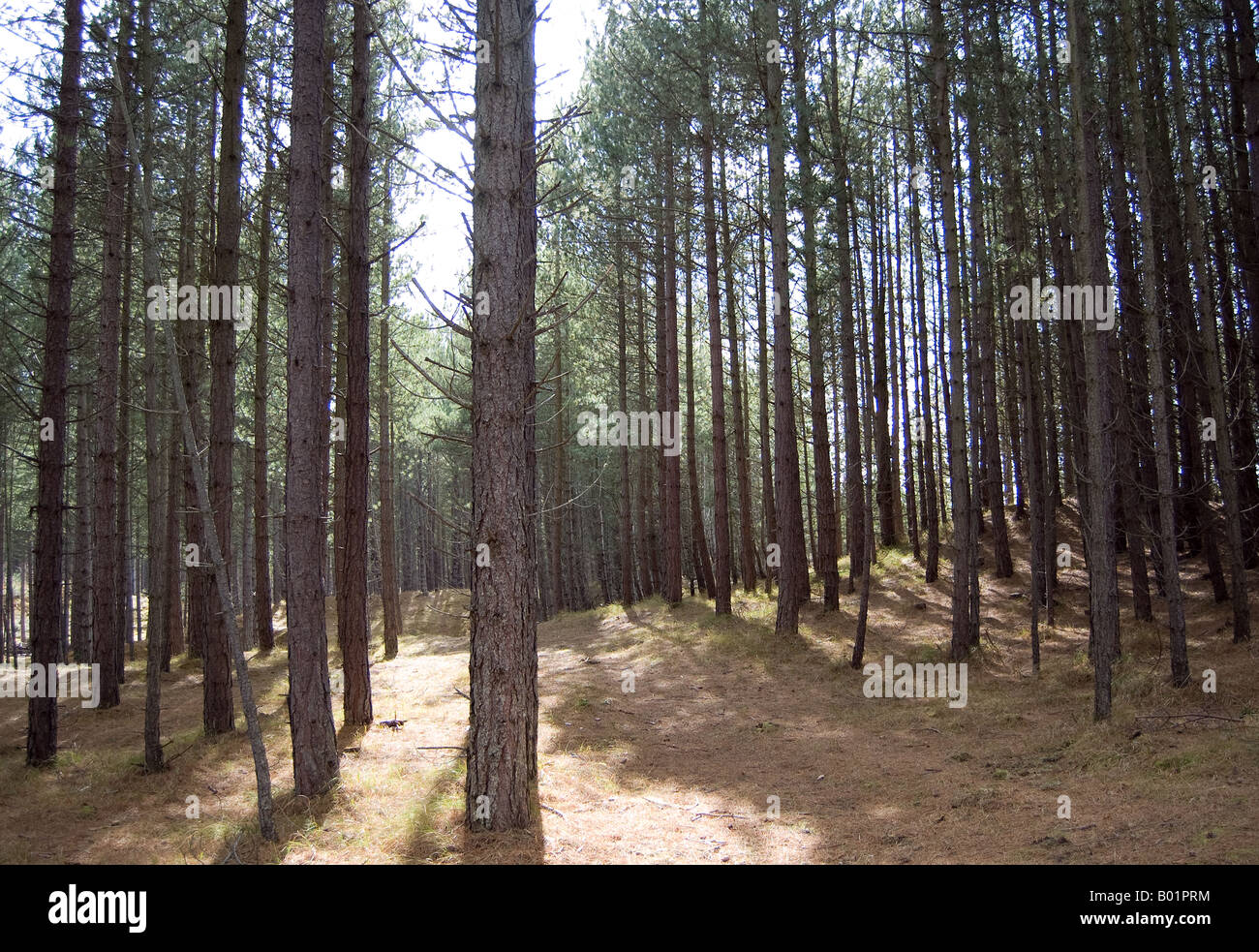 Sunshine in a forest Stock Photo