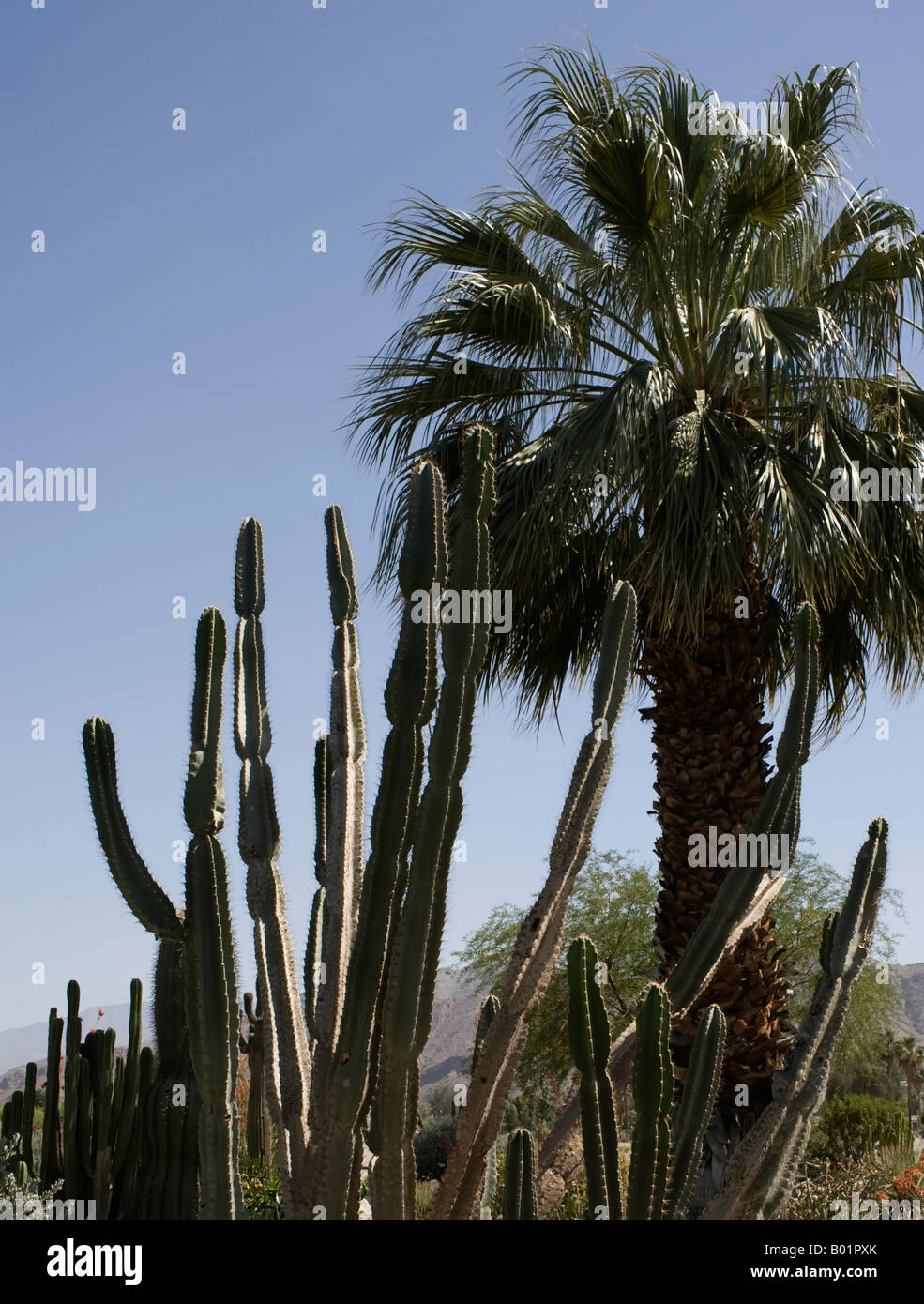 Palm Tree Palm Springs Date Dates Tropical Desert Stock Photo Alamy