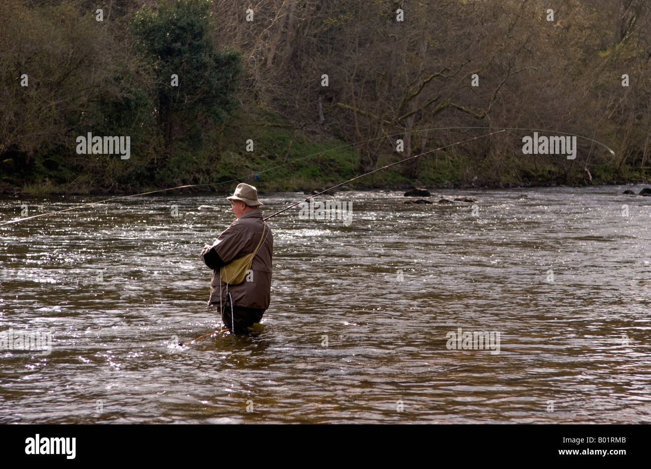 Elderly man fly fishing for wild brown trout on River Usk at Gliffaes Country House Hotel water