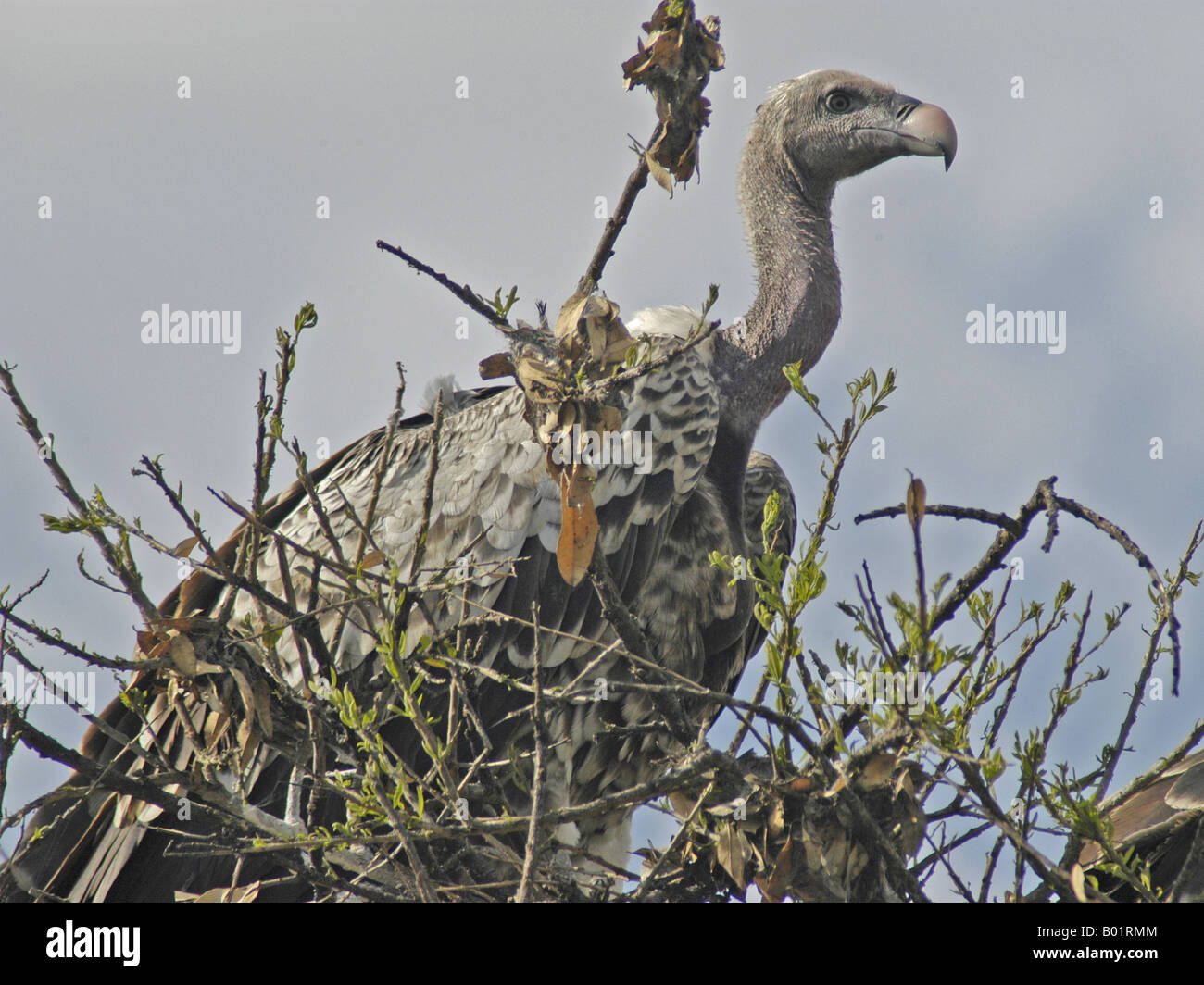 Vulture in its nest Stock Photo