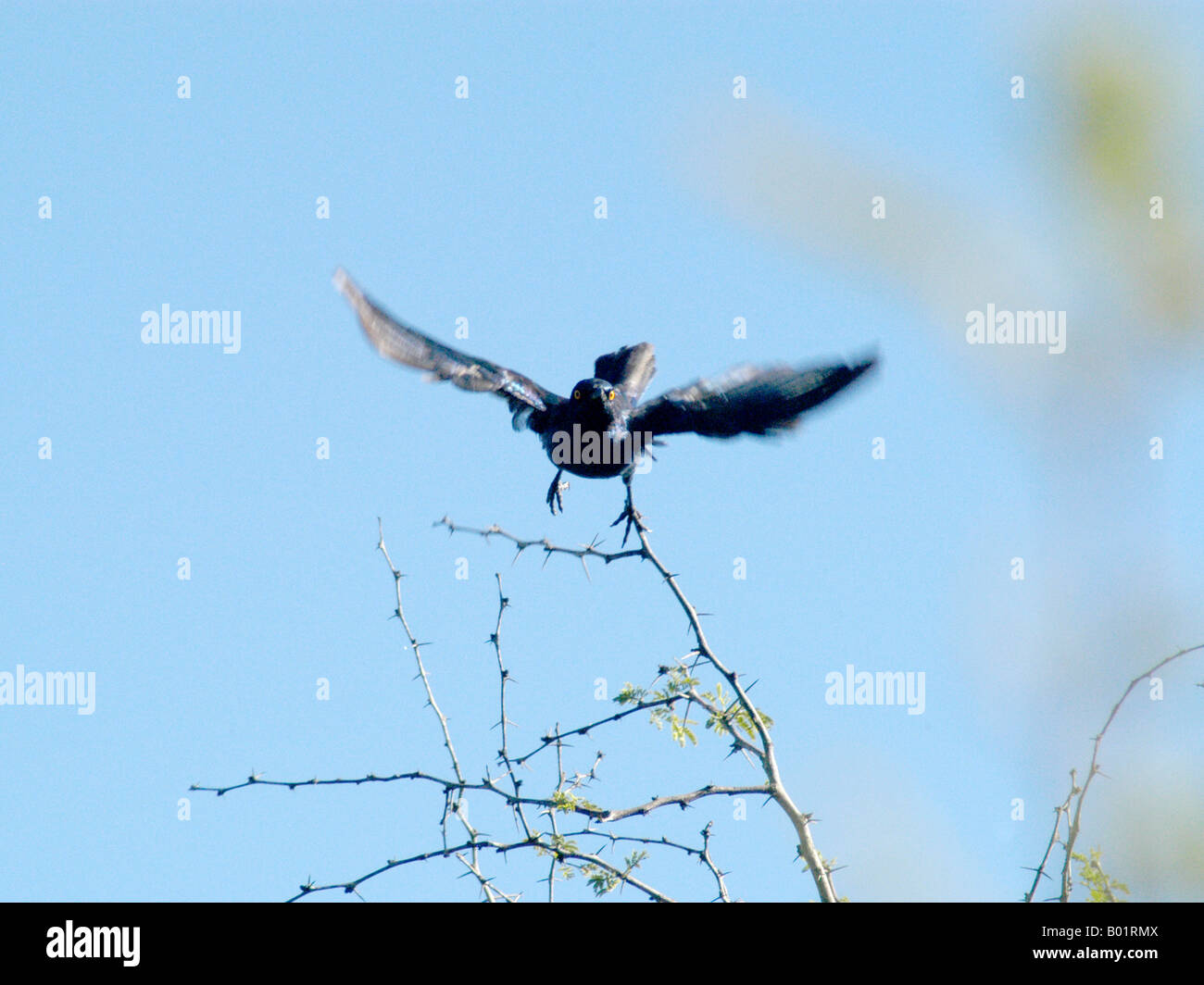 I can fly Stock Photo