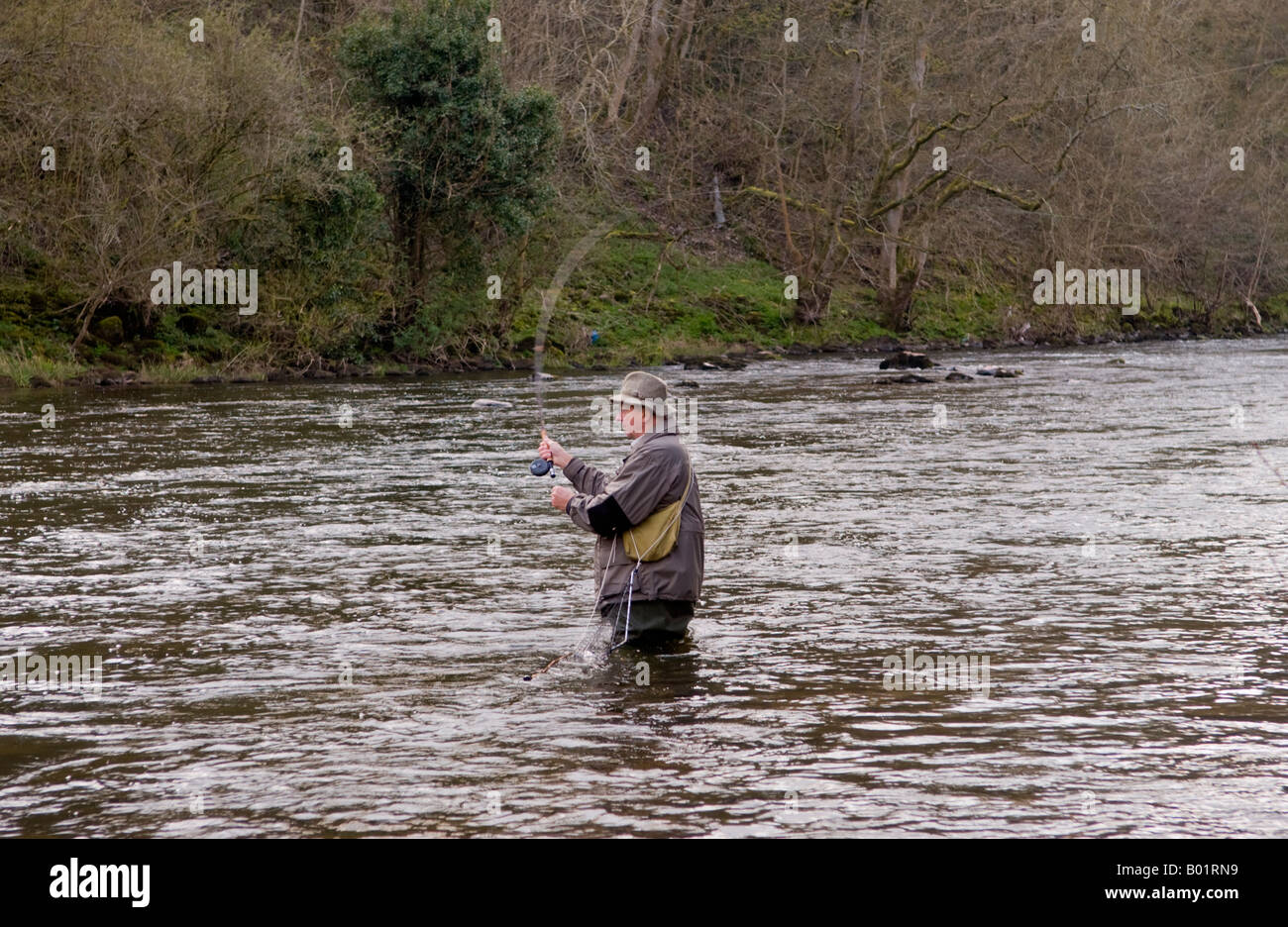 Elderly man fly fishing for wild brown trout on River Usk at Gliffaes Country House Hotel water