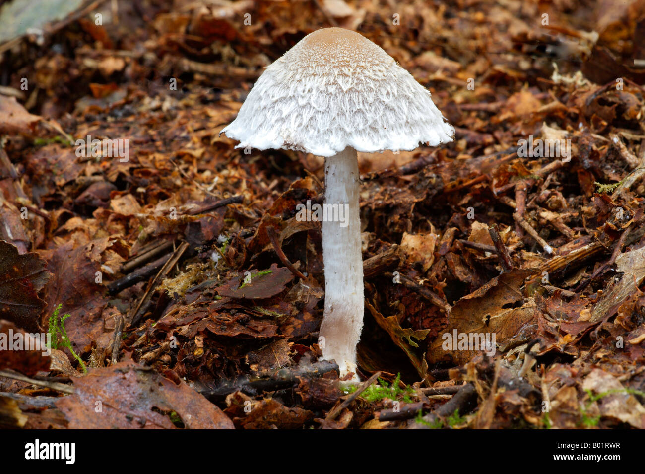 Weeping widow fungi hi-res stock photography and images - Alamy