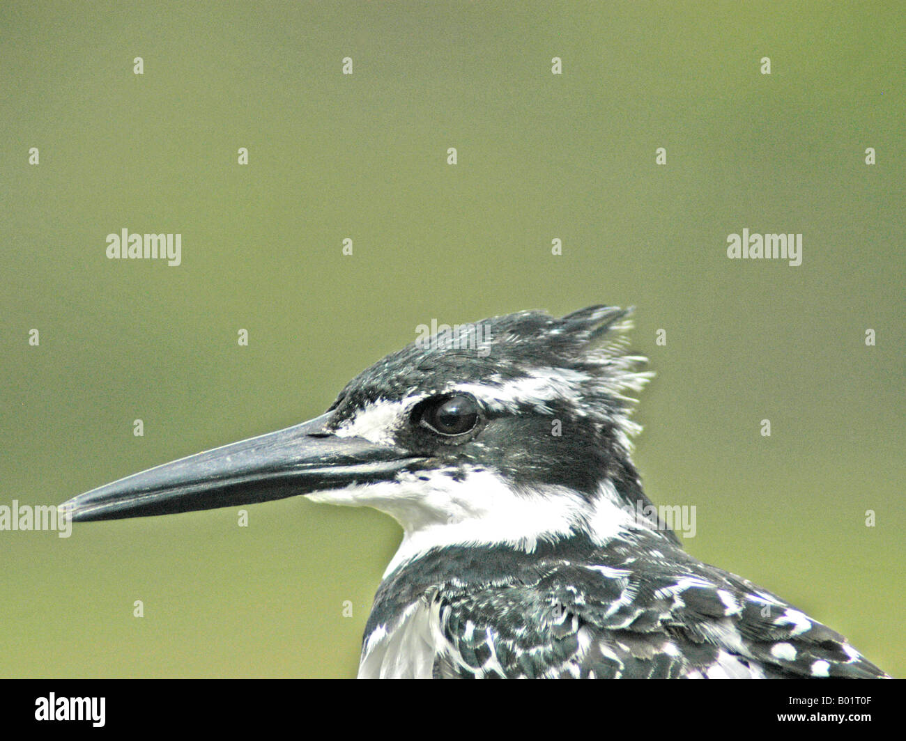 Close up of a Kingfisher Stock Photo