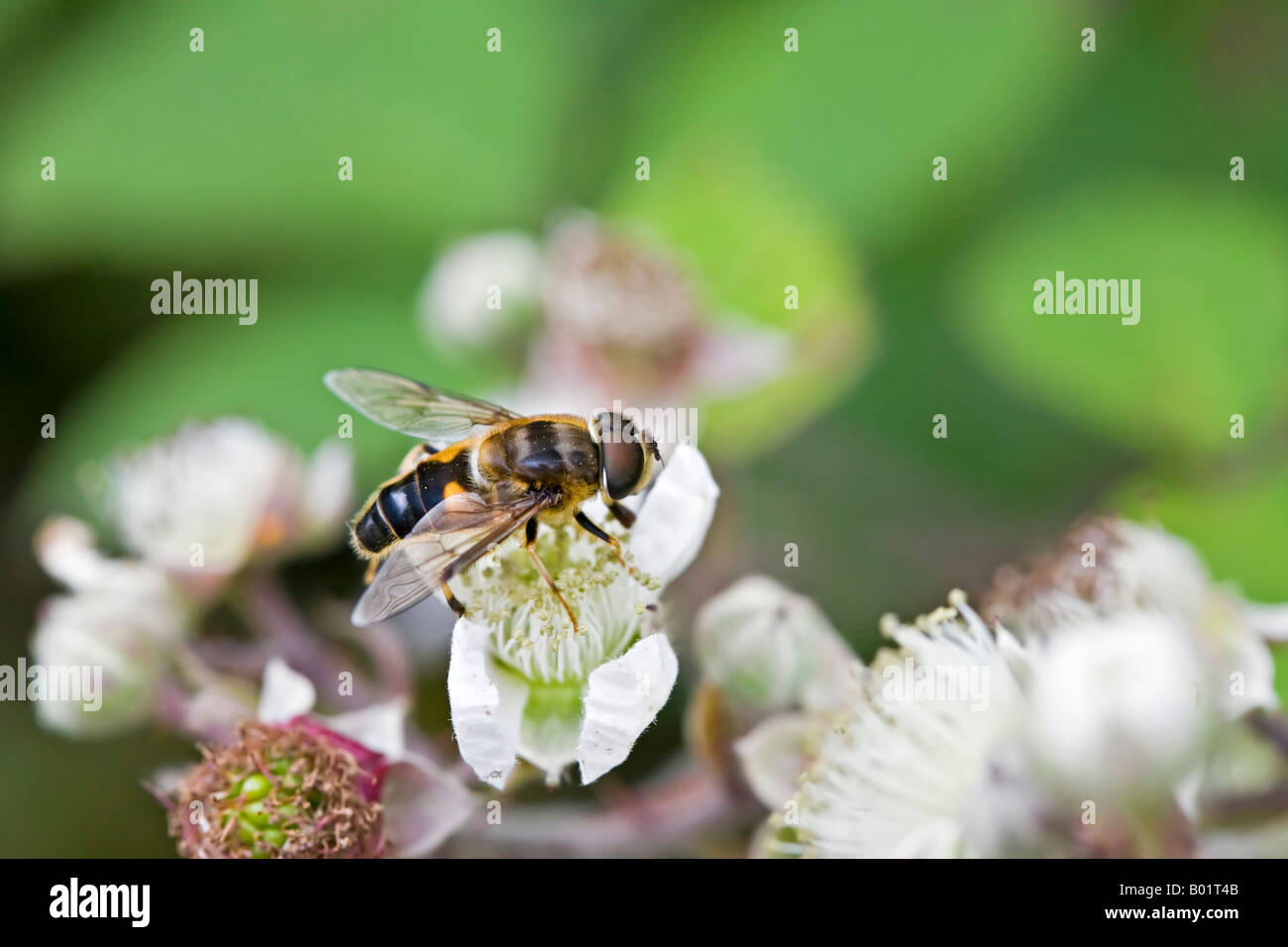 Hoverfly, Syrphid fly, on blackberry blossom Stock Photo