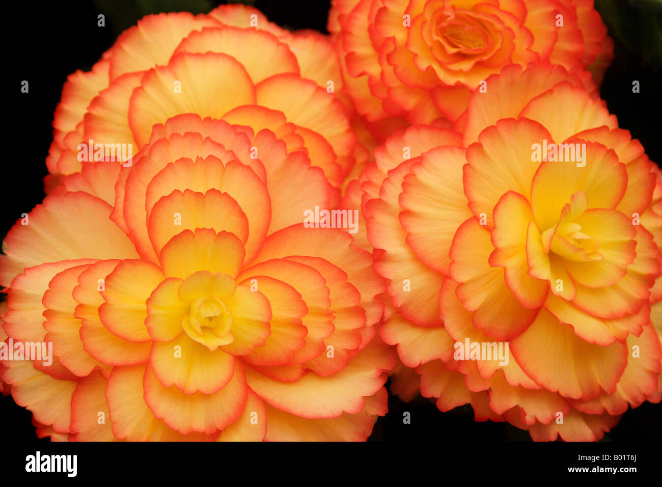 orange begonia Stock Photo