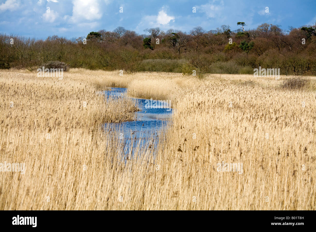 Walberswick nature reserve hi-res stock photography and images - Alamy