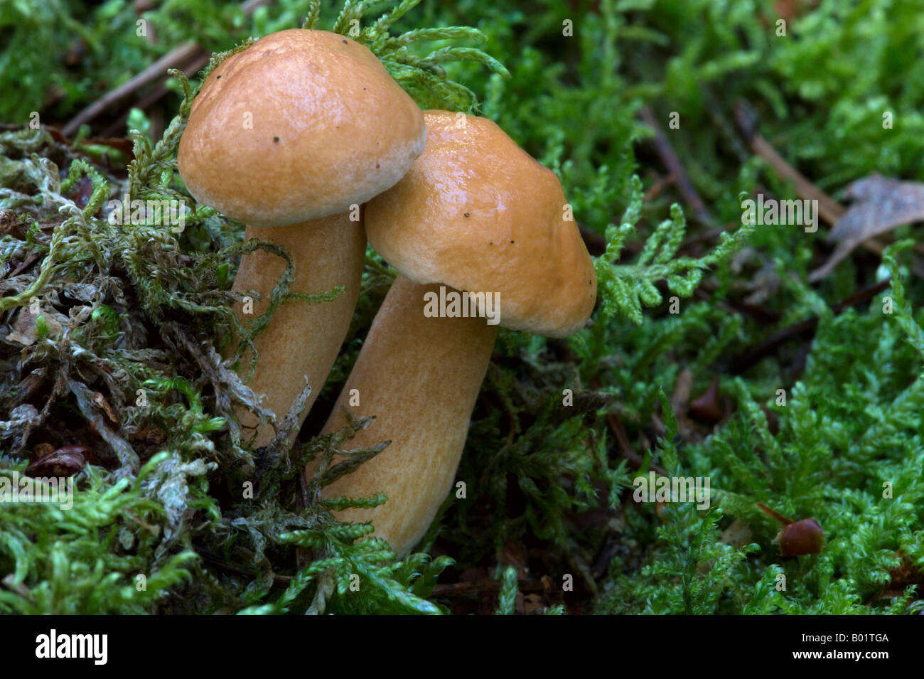 Bovine Bolete fungi Stock Photo