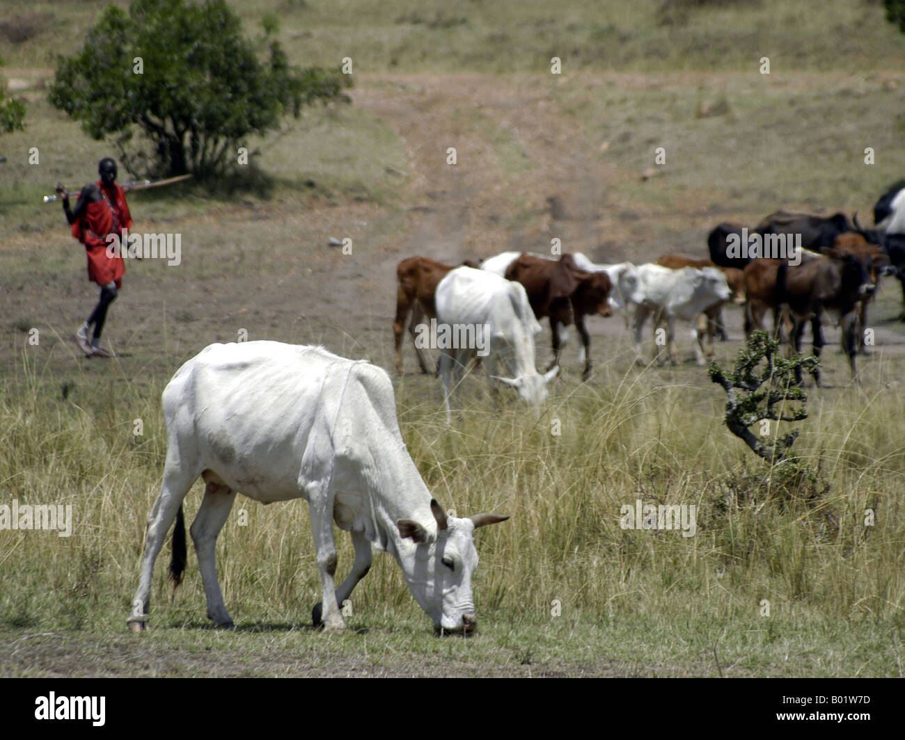 Masai herdsman, with his herd Stock Photo