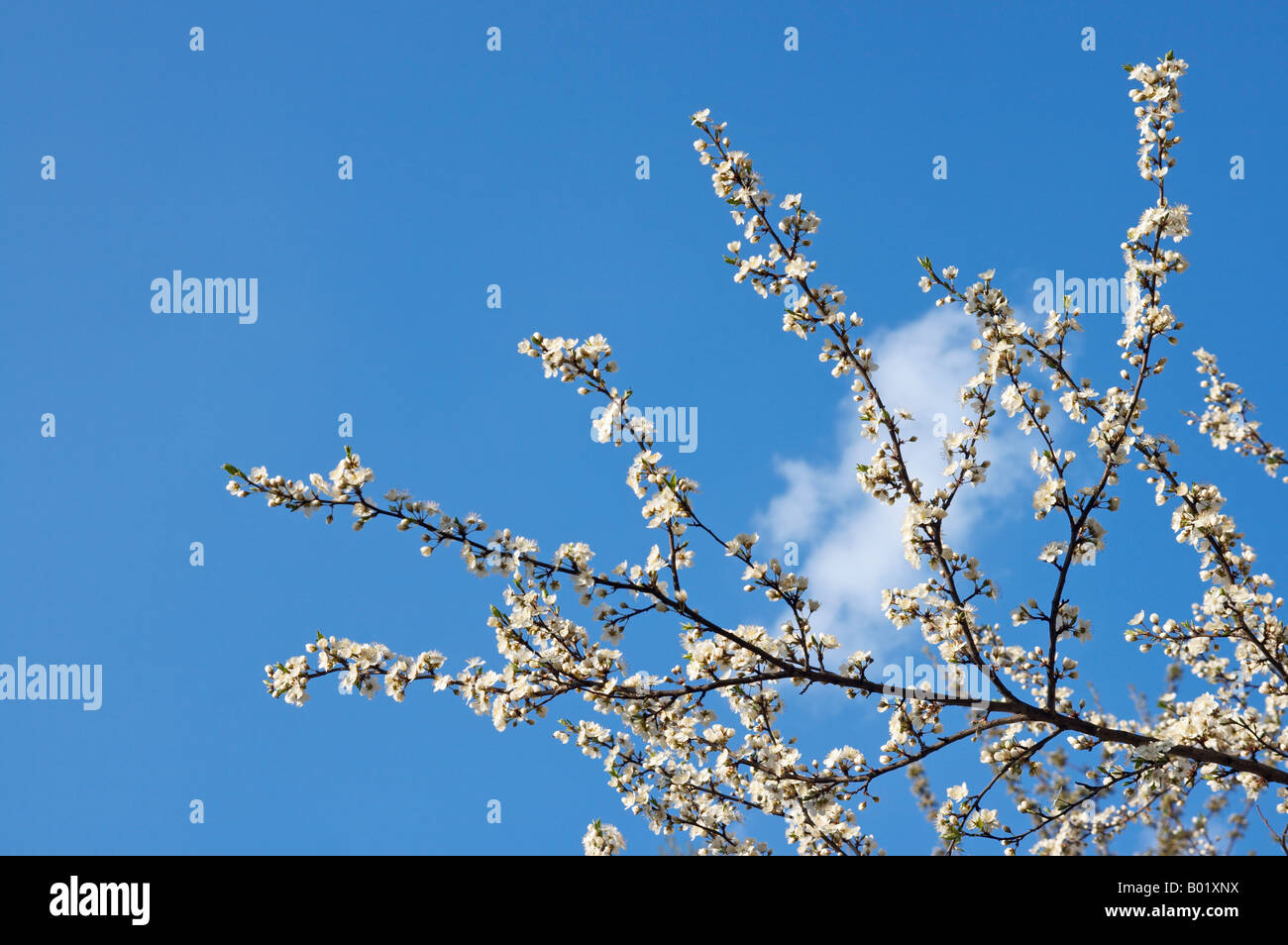 Blossoming twigs of cherry tree on blue sky background Stock Photo - Alamy