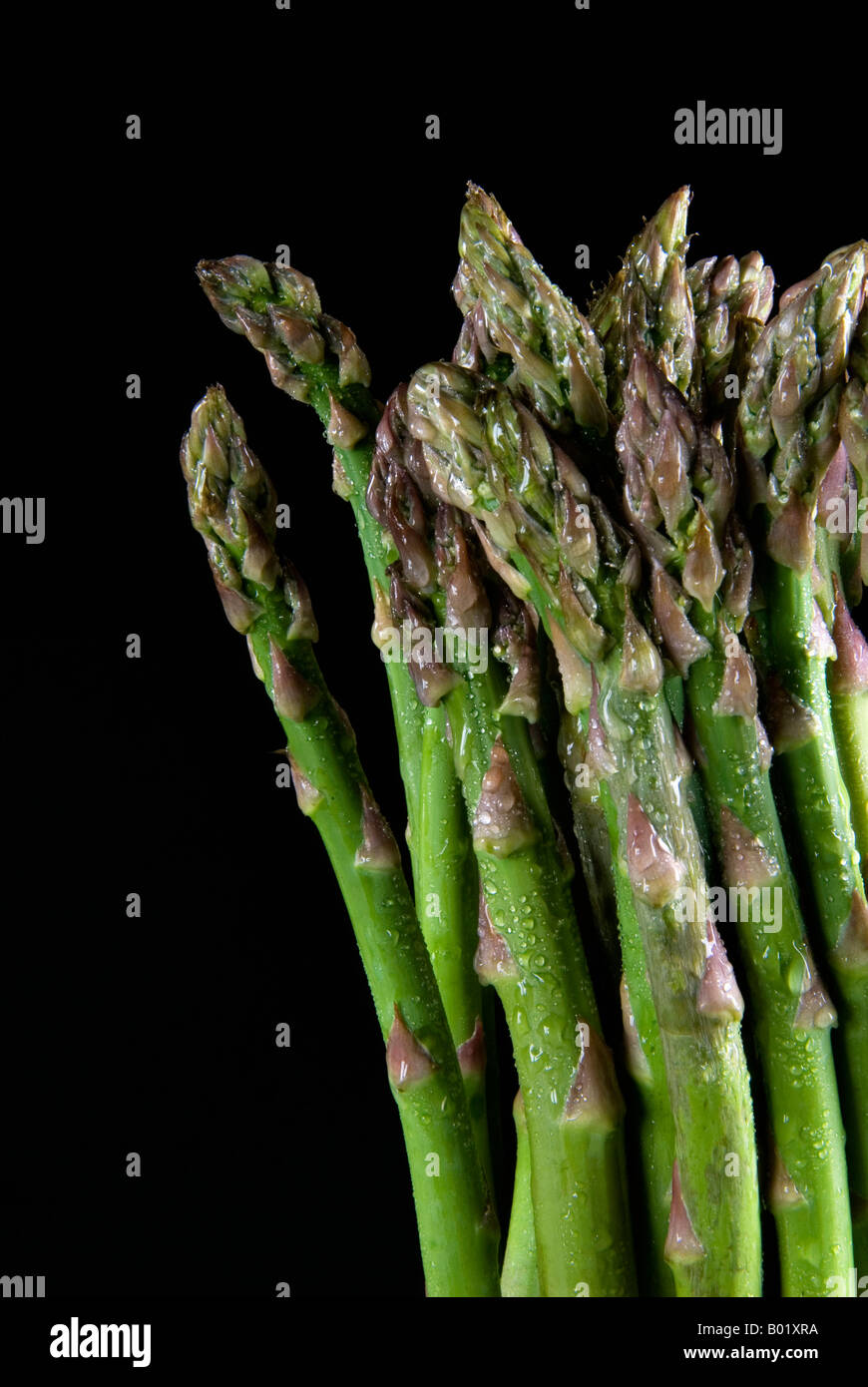 Asparagus Bundle ( Asparagus officinalis) Stock Photo