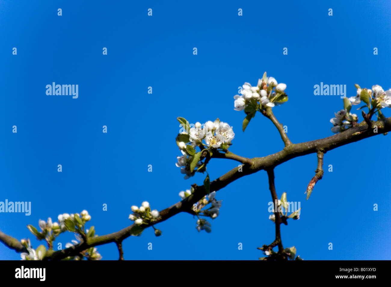 Plymouth pear in flower (Pyrus cordata) very rare tree Stock Photo
