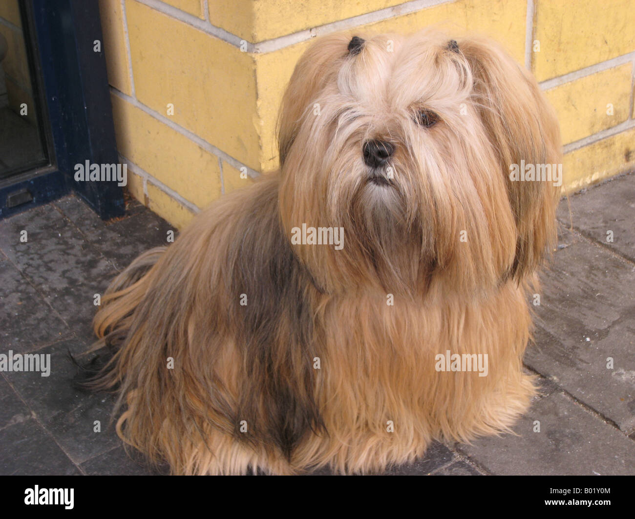 Lhasa Apso dog originating from Tibet Stock Photo