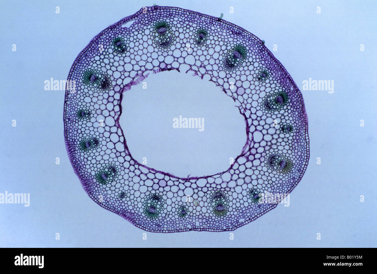 Dicotyledon Stem Rannunculus Stock Photo - Alamy