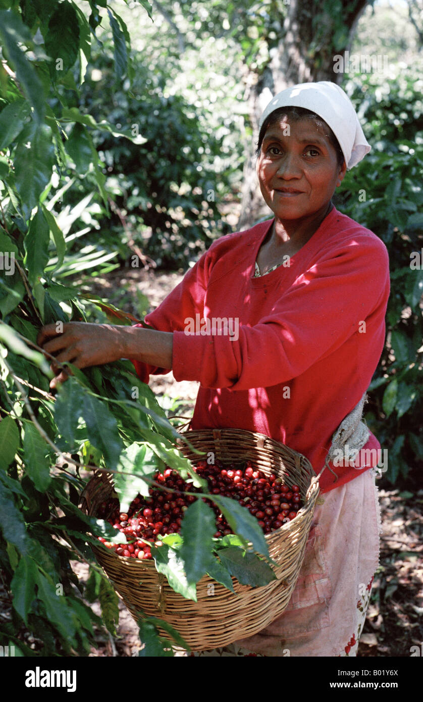 Mayan woman coffee harvest hires stock photography and images Alamy