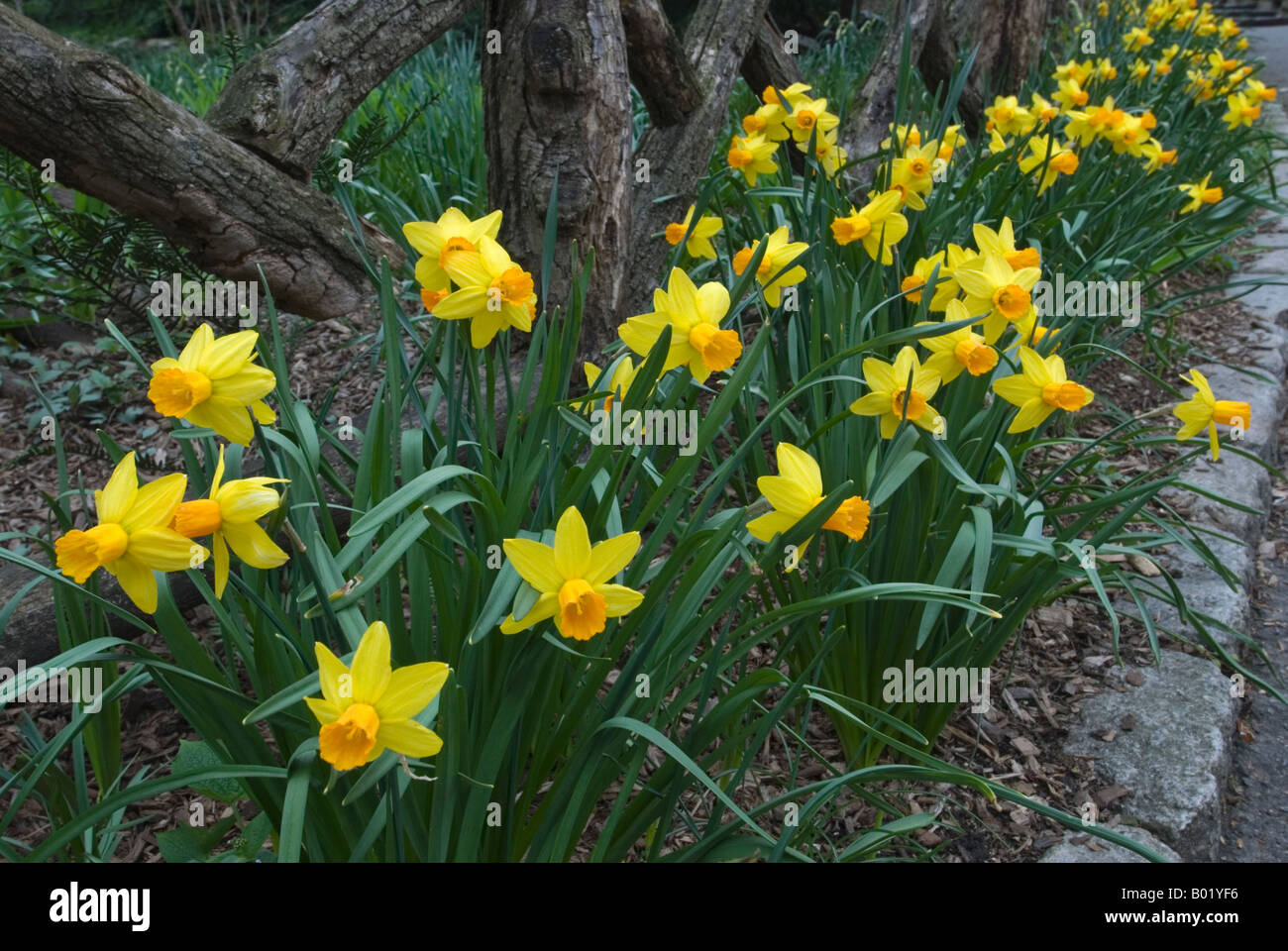 Shakespeare central park new york hires stock photography and images